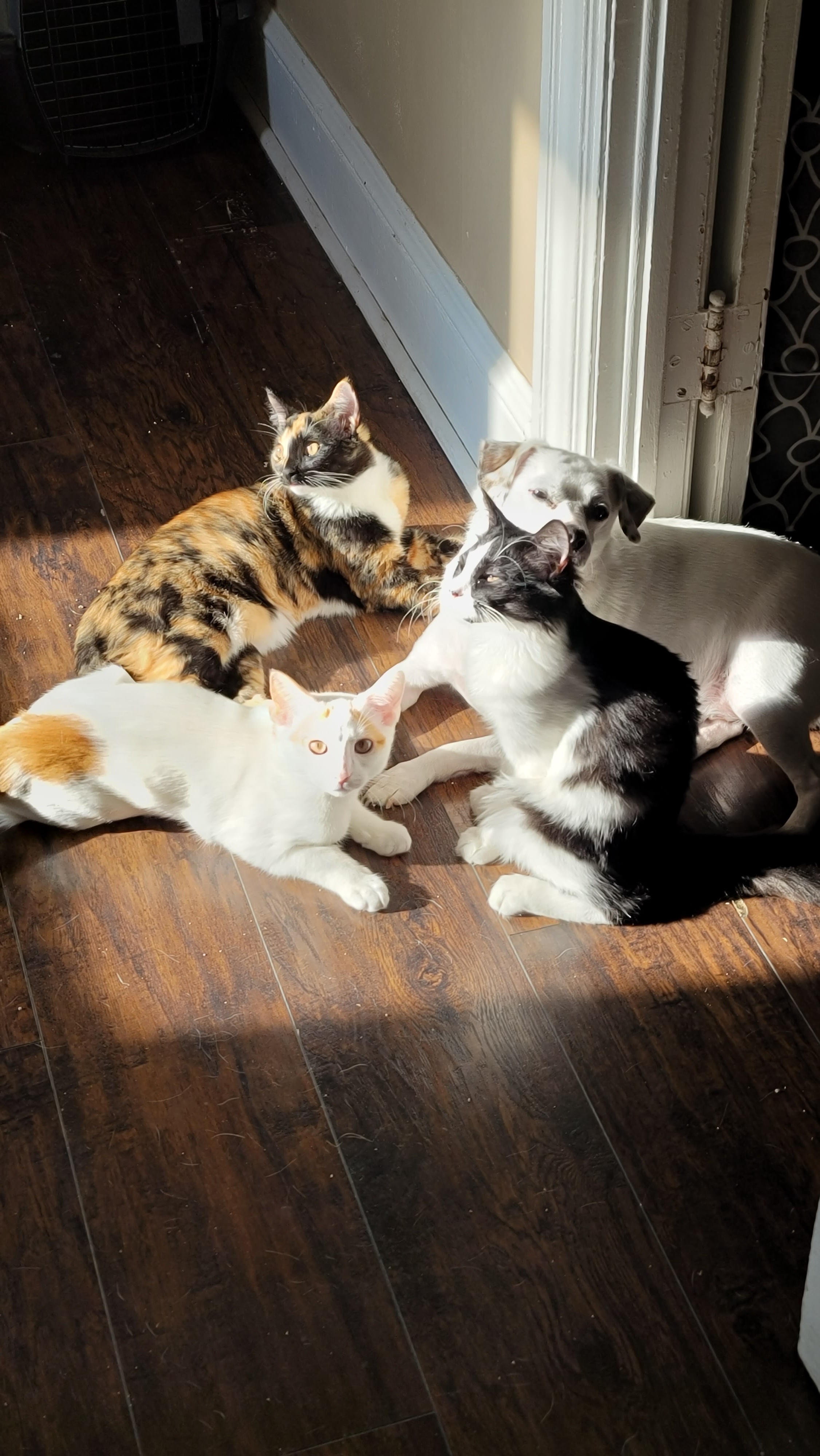 Celebrating My 34th Birthday with Adorable Pet Photos!