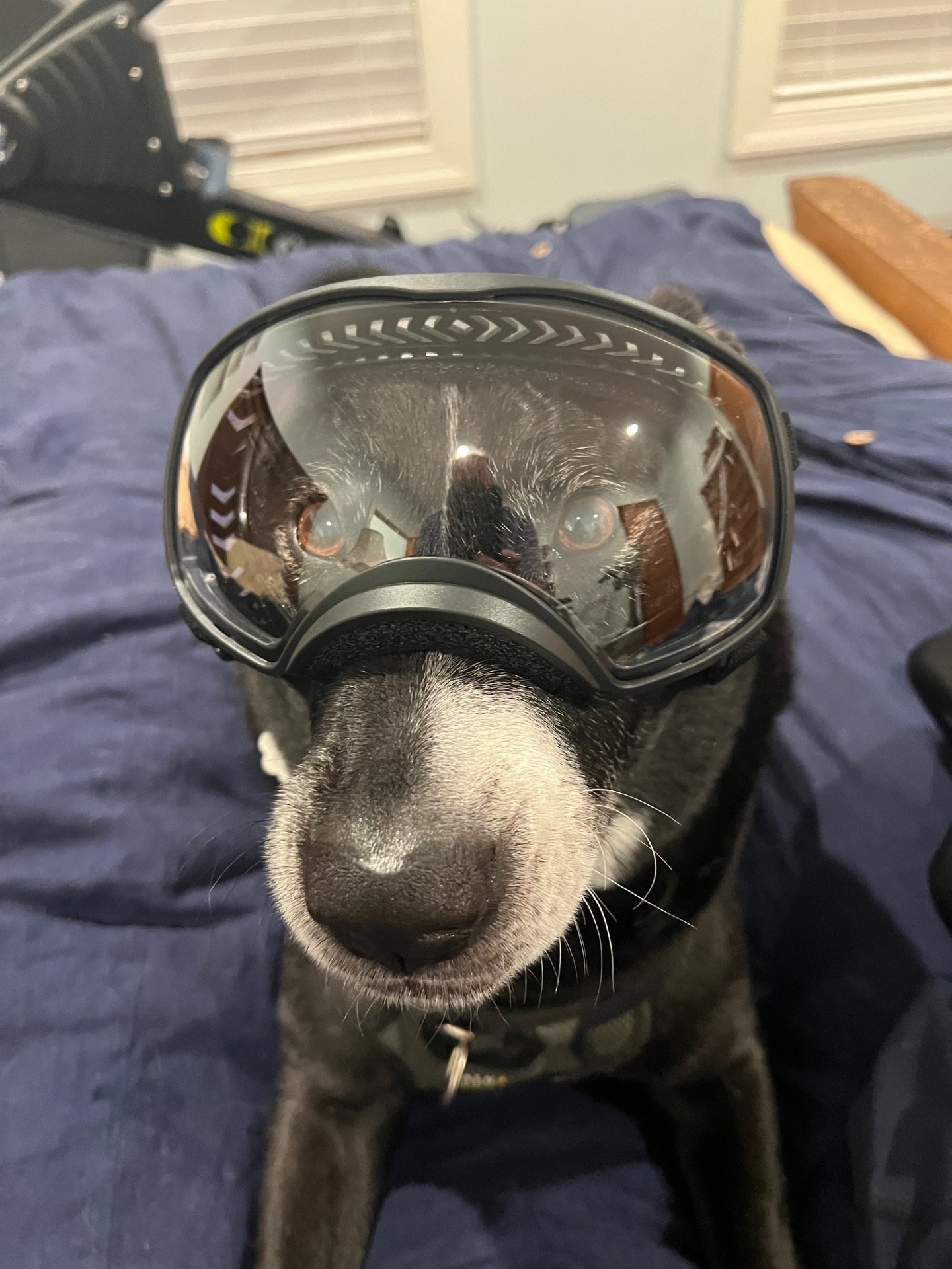 Adorable Dog Moments