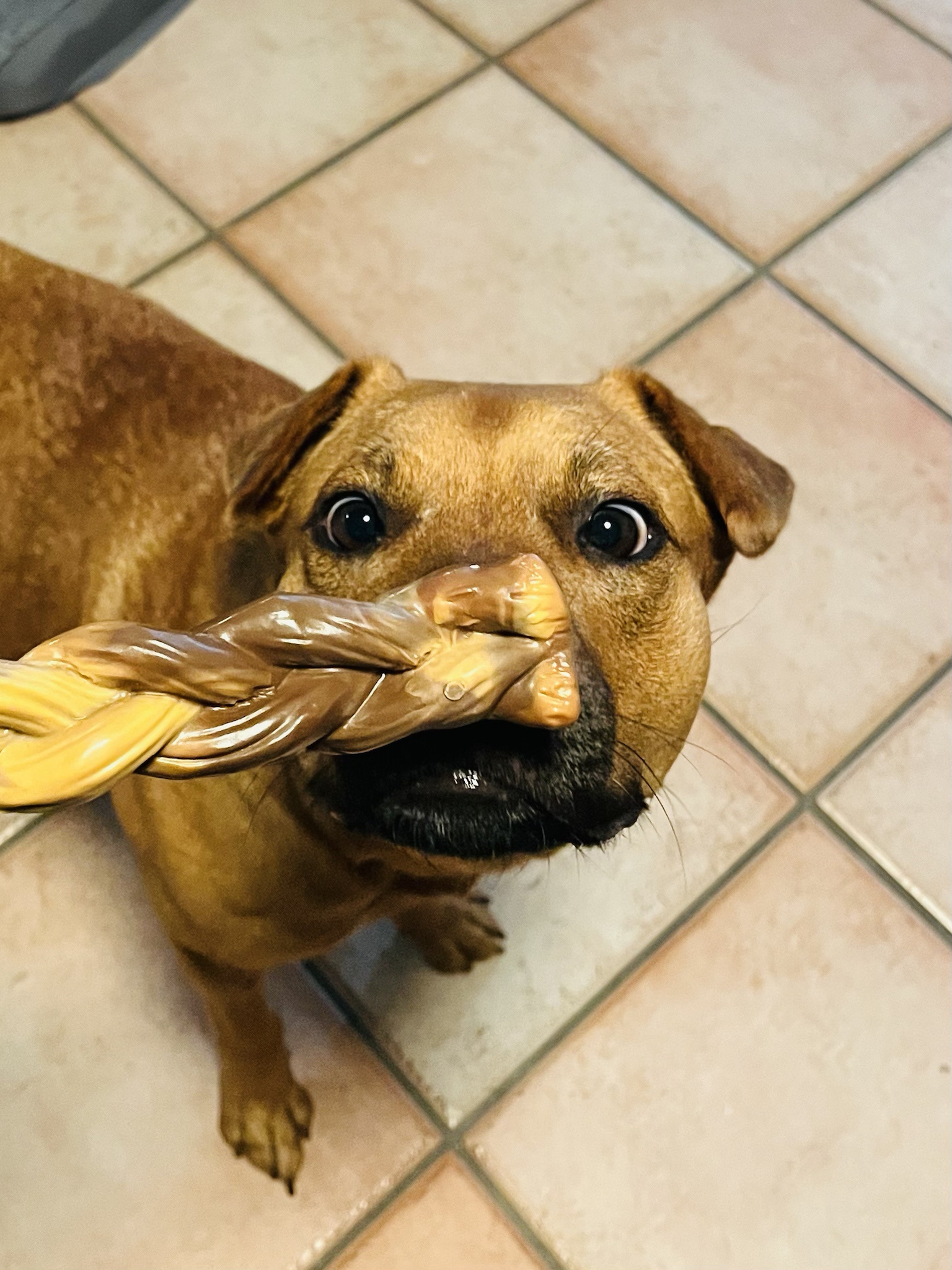 Why Puppies Are Adorably Cuter With Noses