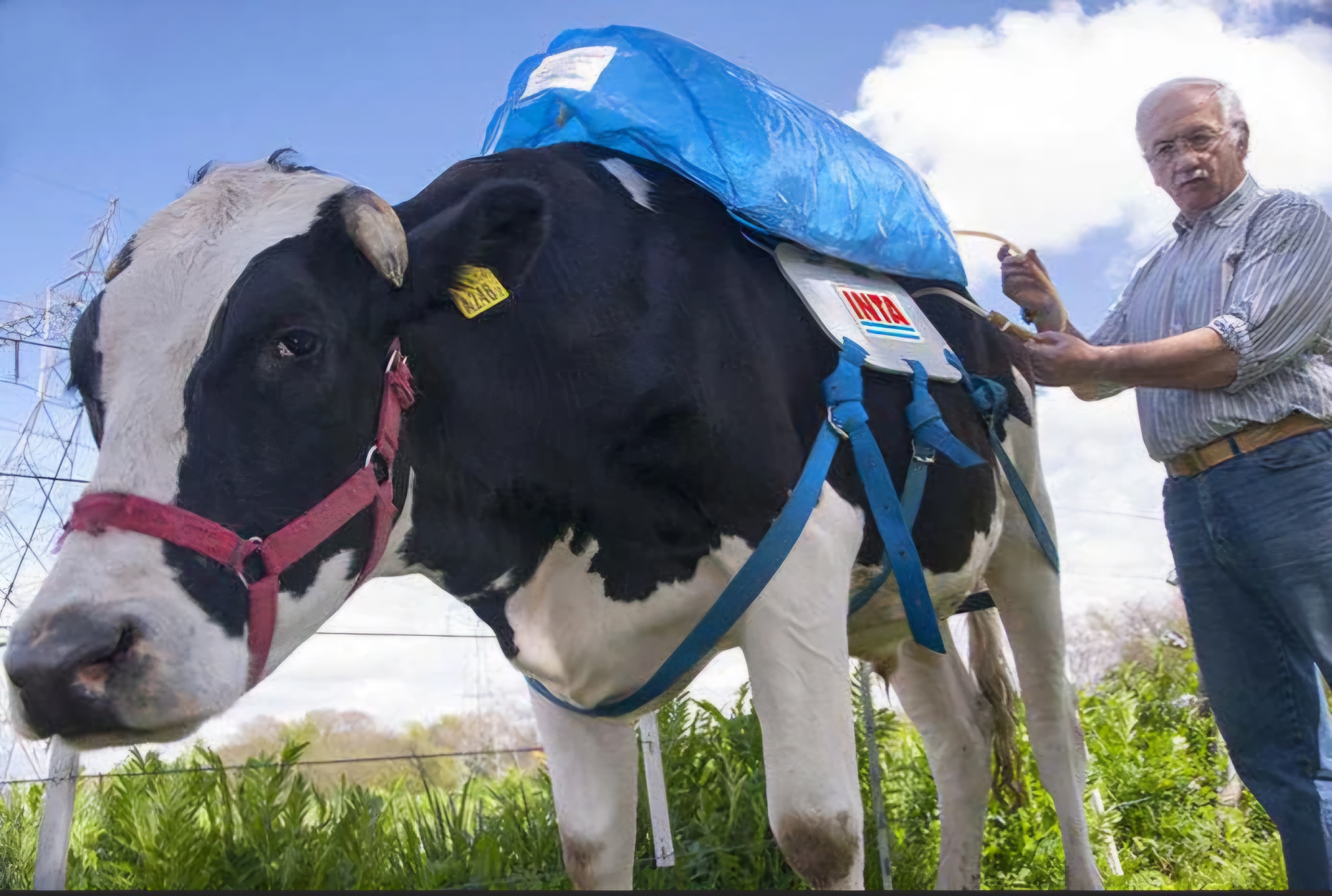 Harnessing Cow Methane for Sustainable Energy