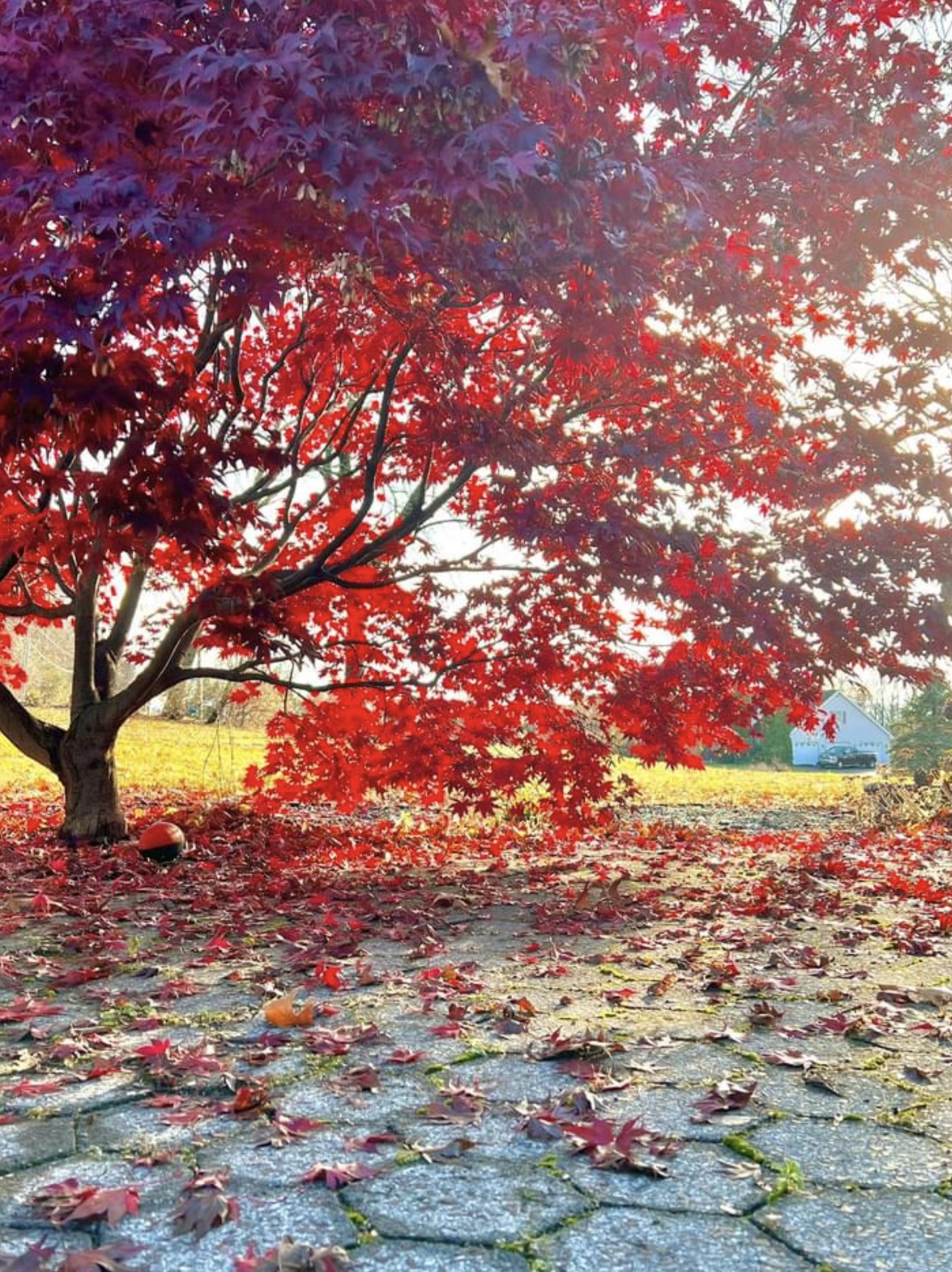 The Color Red