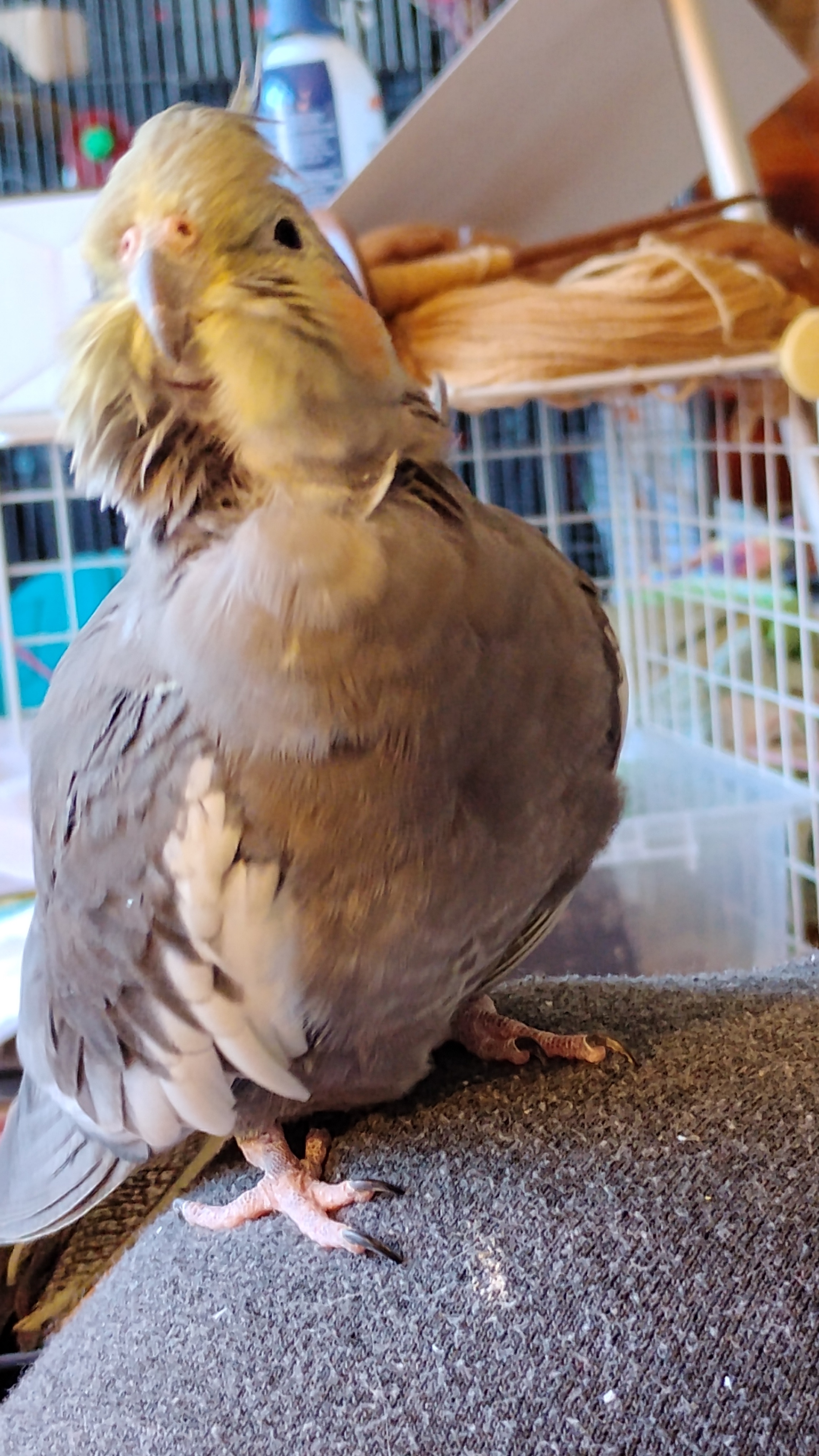 Meet today's adorable birb: Gryphon!