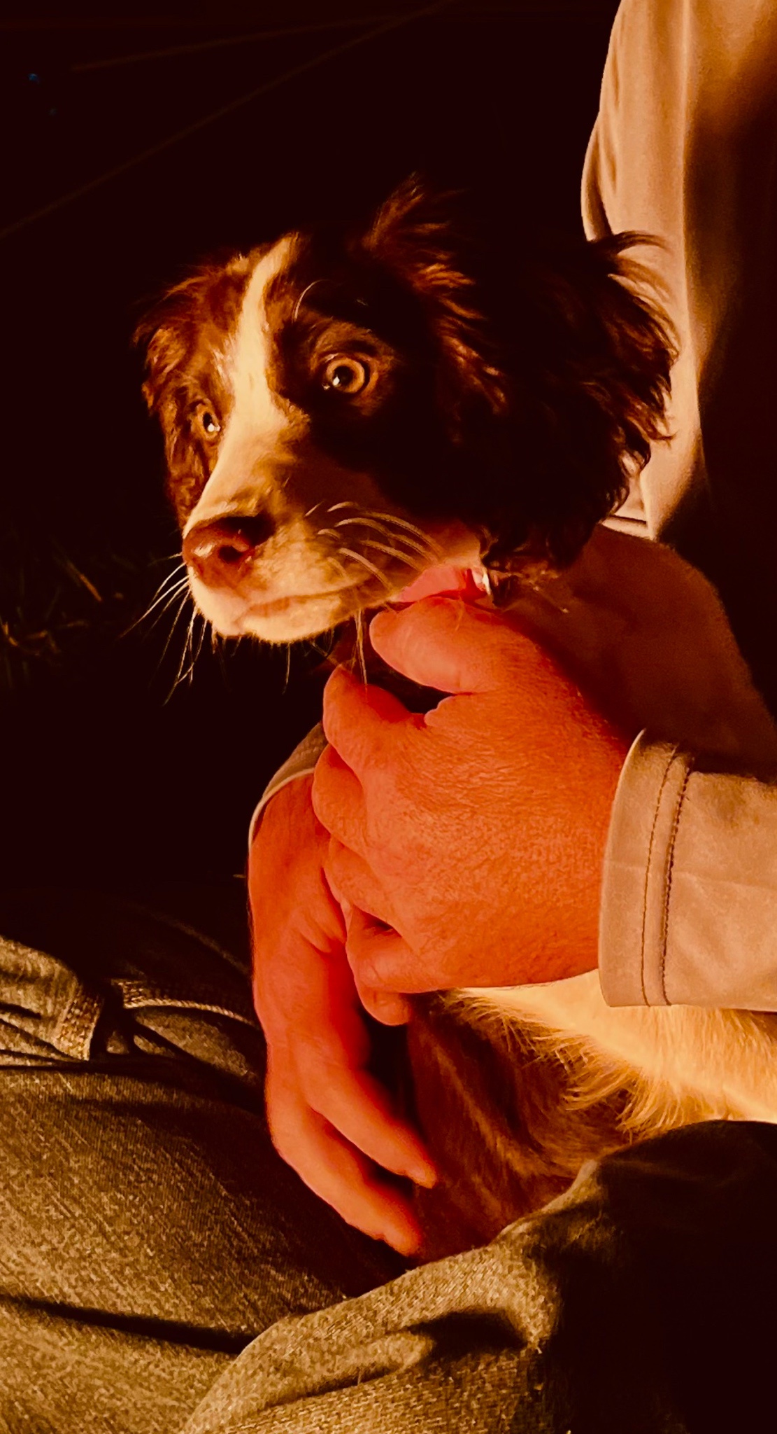 Meet the Fire Pup: A Hero in Fur