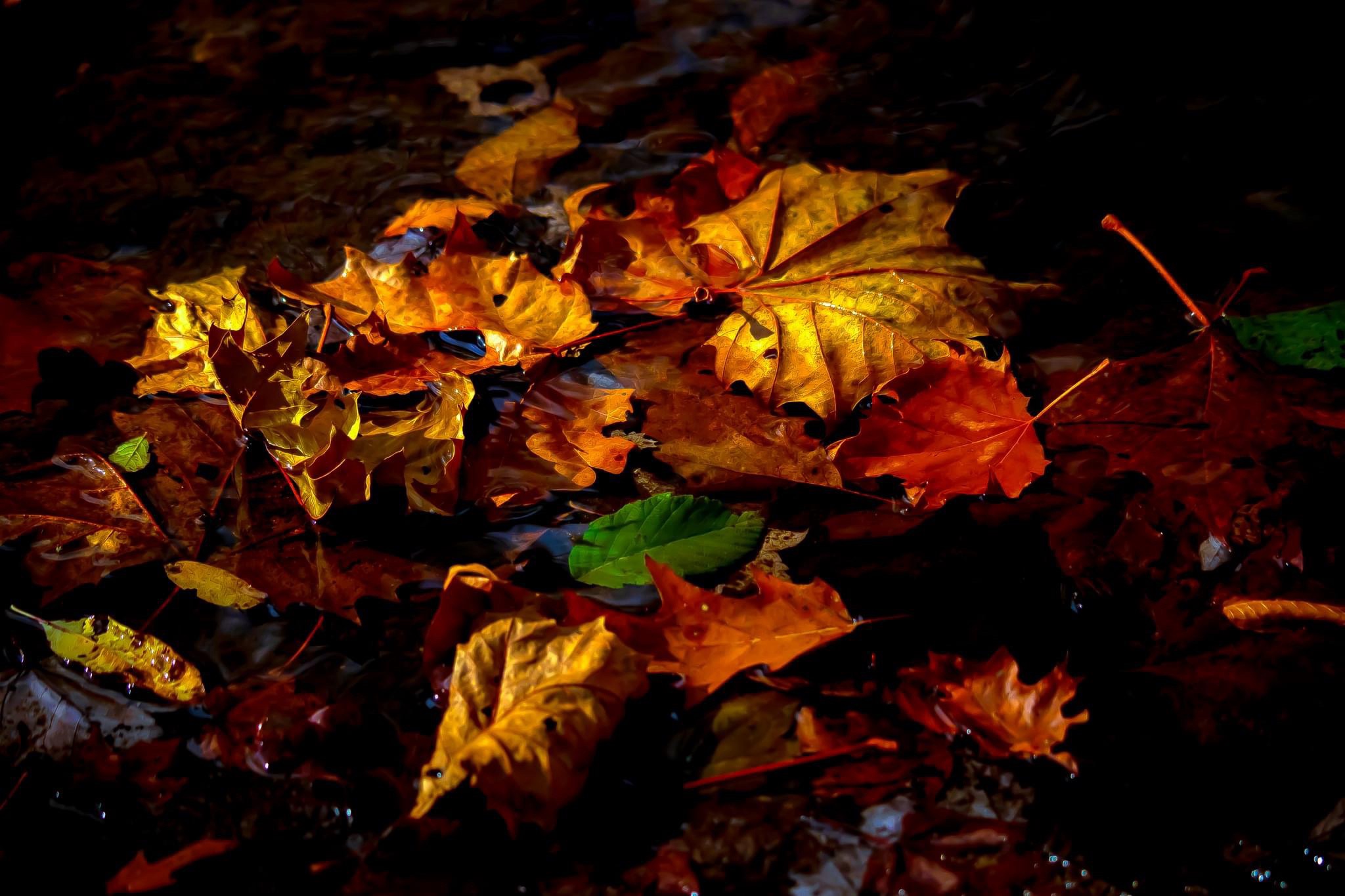 Nature's Farewell: The Beauty of Falling Leaves