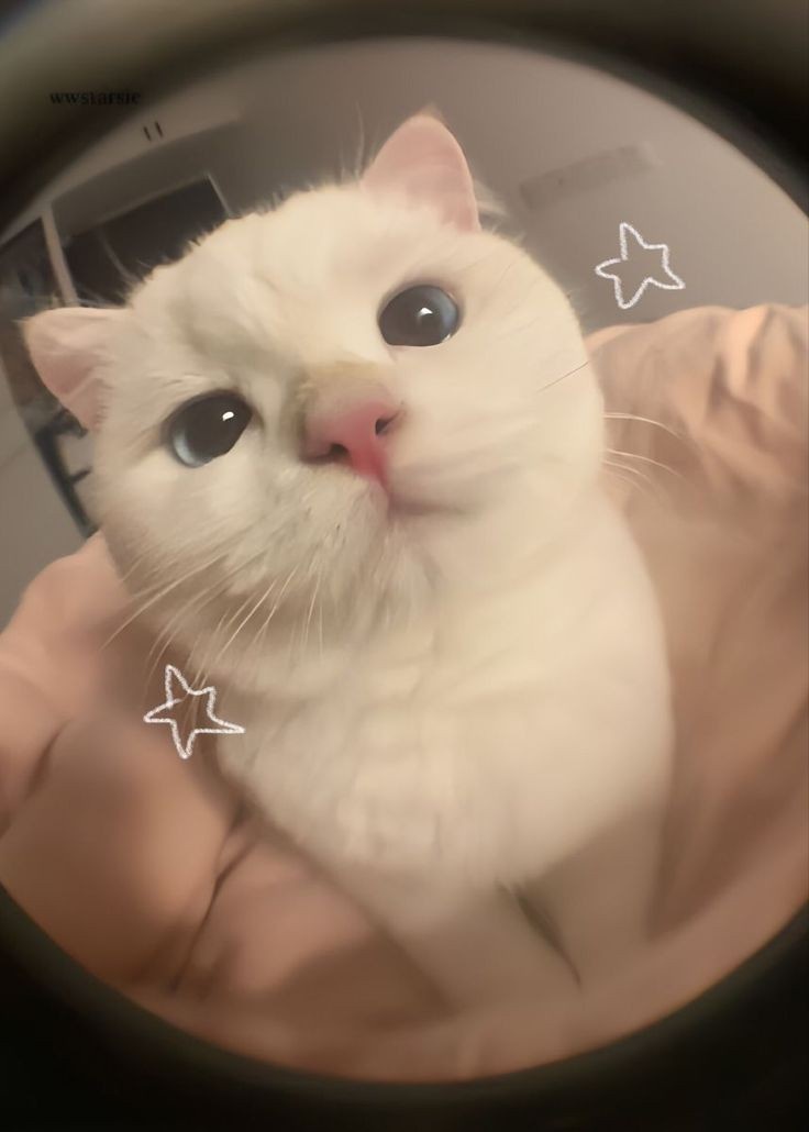 Meet CatieThecat!
