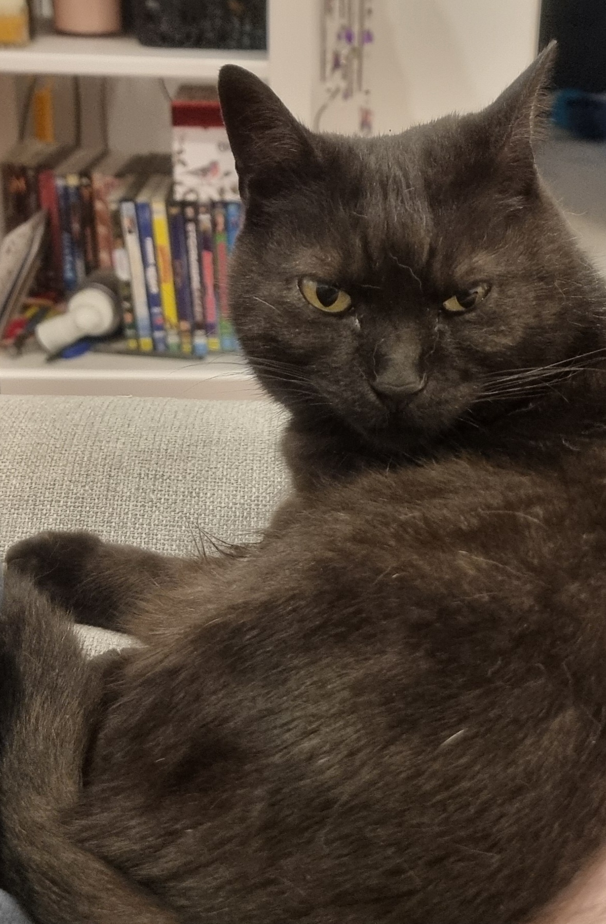 Someone Snoozing on the Couch Right Next to Me...