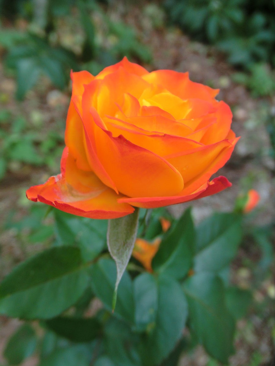 A glimpse into the serene Yatsu Rose Garden, October 2013