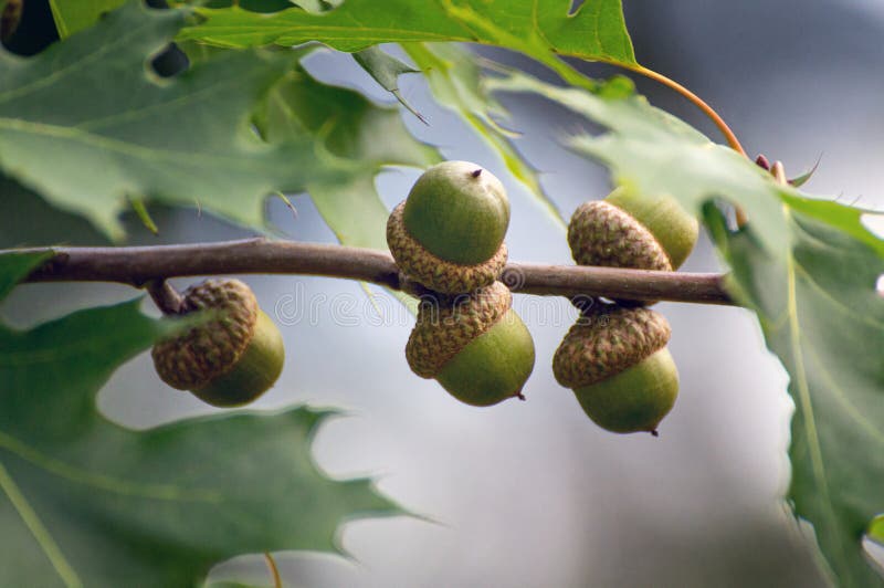 The Wild World of Acorn Madness