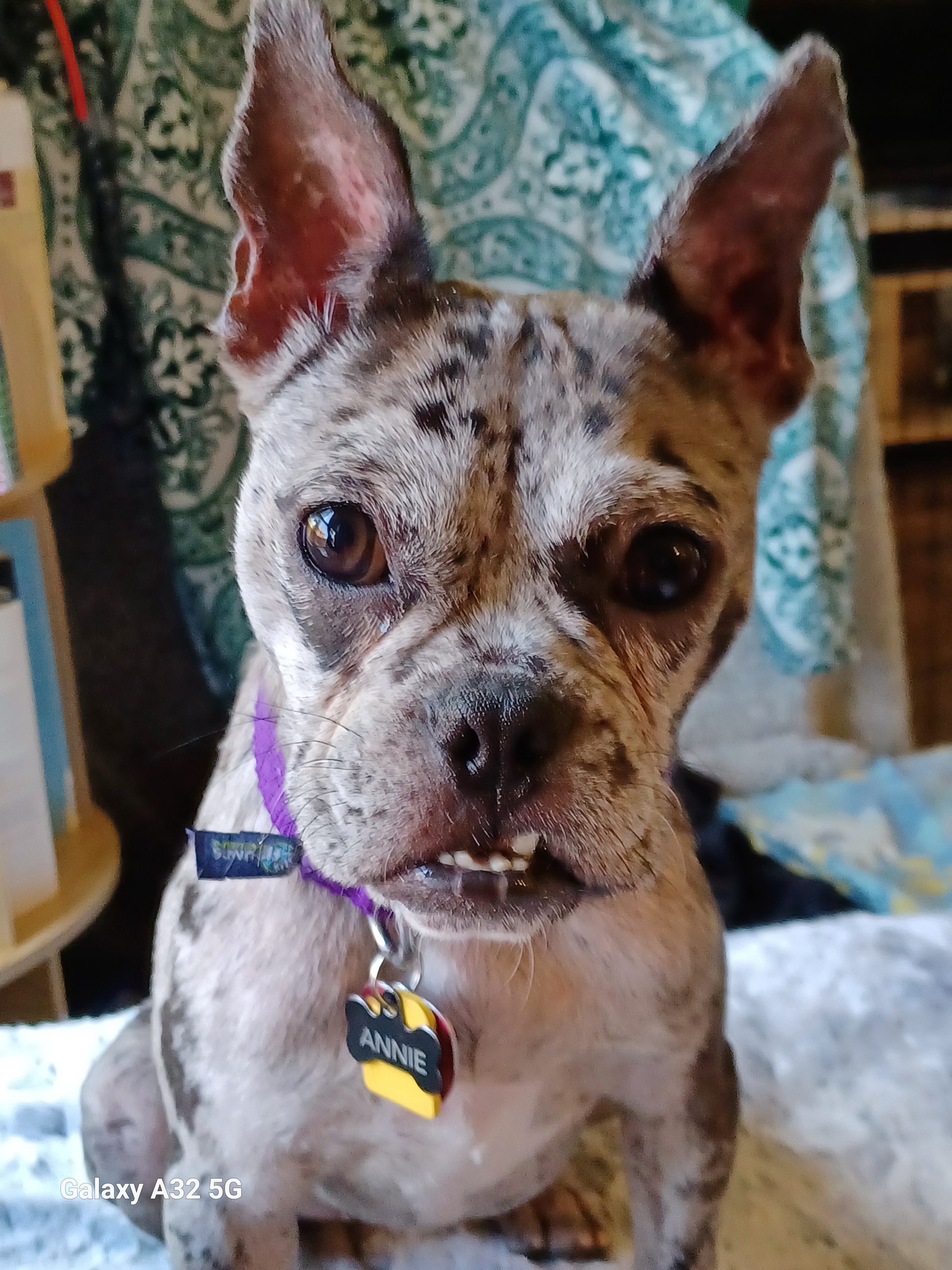 Meet Annie the Frenchton, 8% Bulldog and 100% Adorable