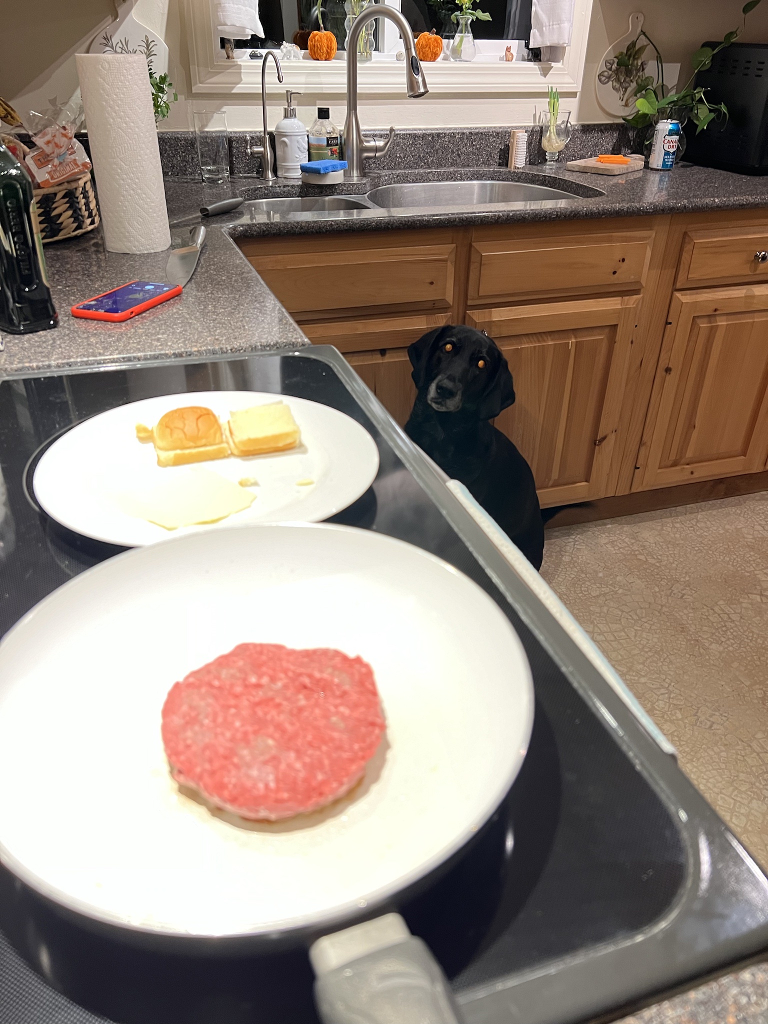 Celebrating Beans' 5th gotcha day with a delicious cheeseburger dinner!