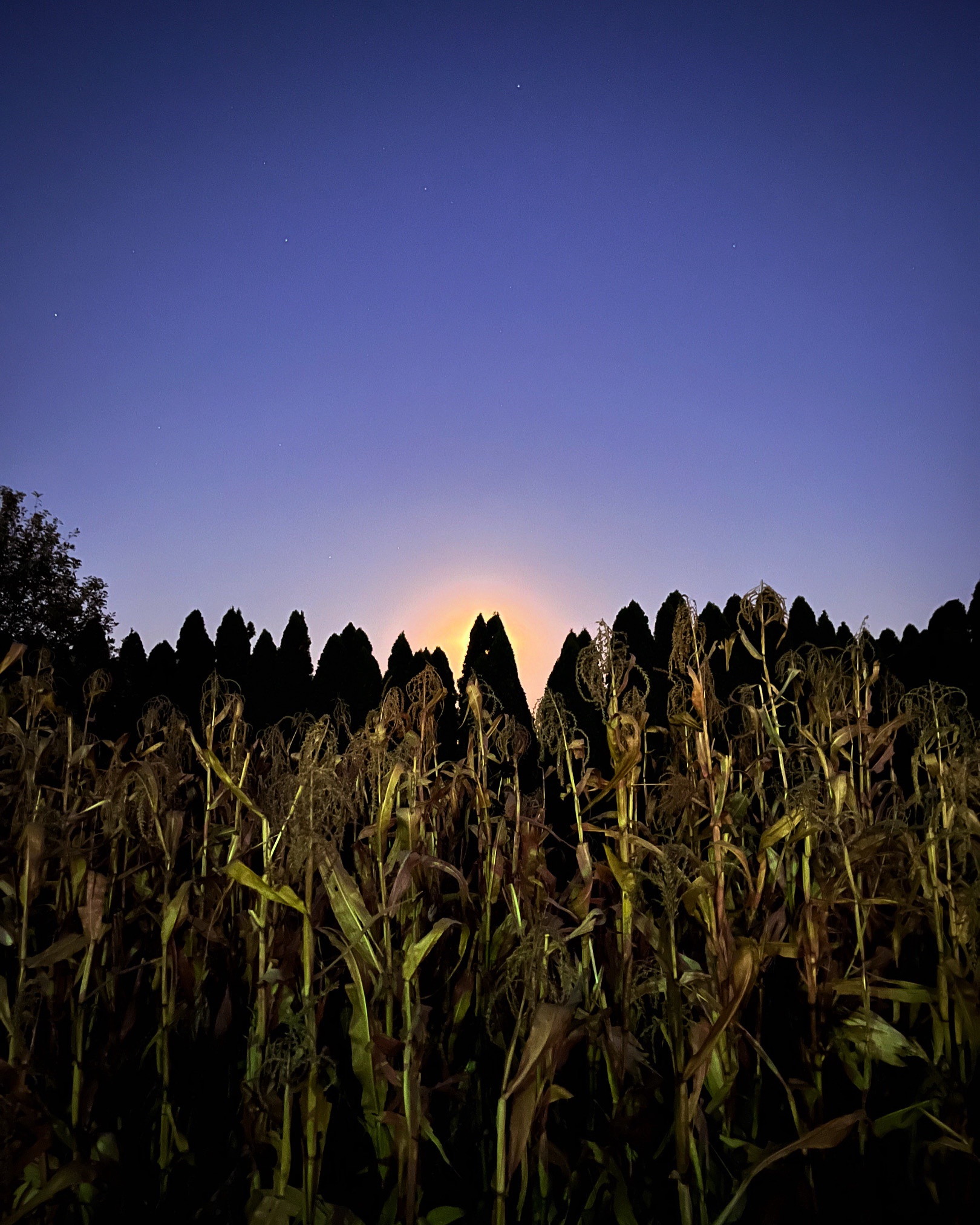 The Harvest Moon Rising Behind the Windbreak and Popcorn