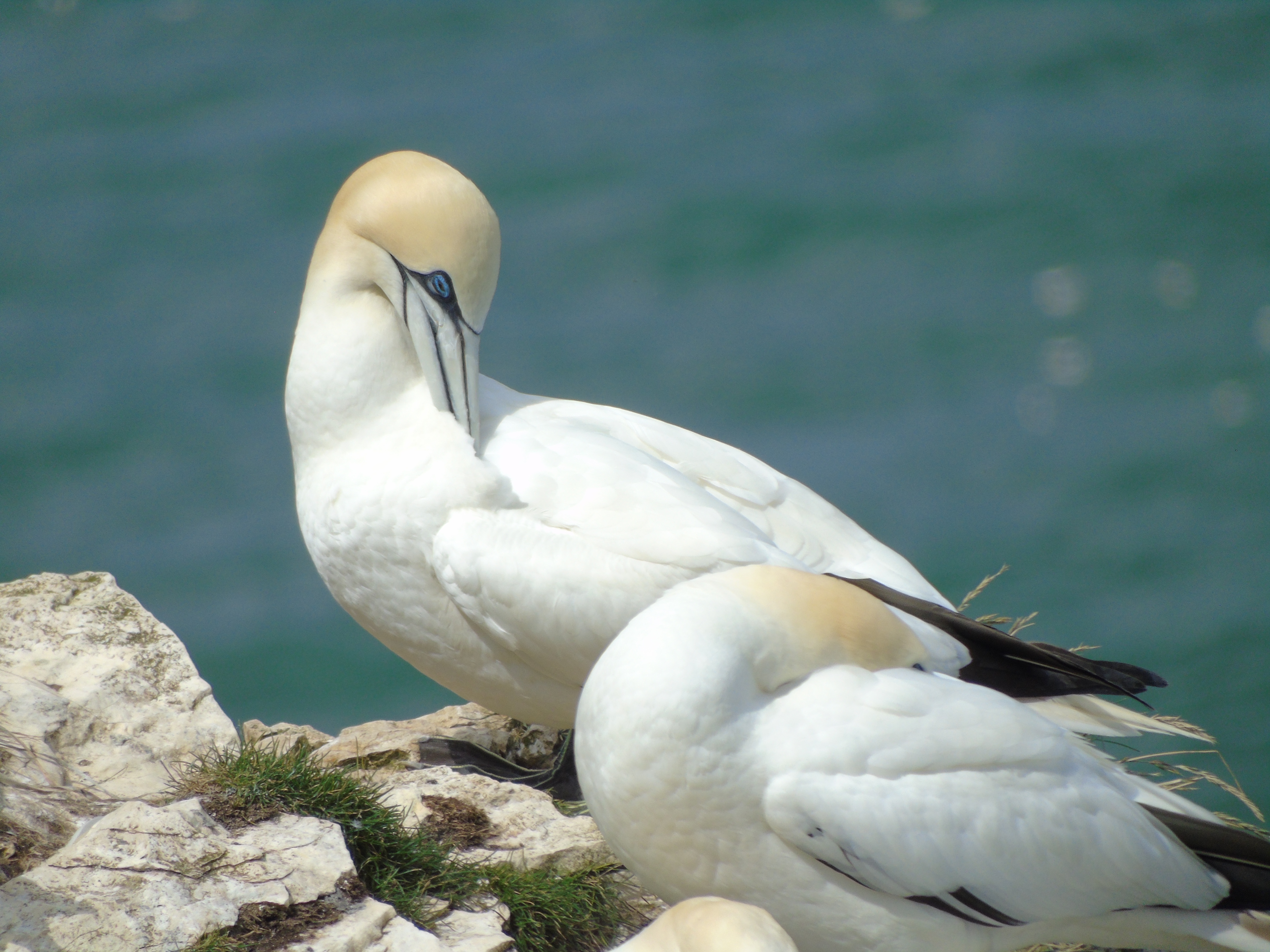 A Celebration of Seabirds!