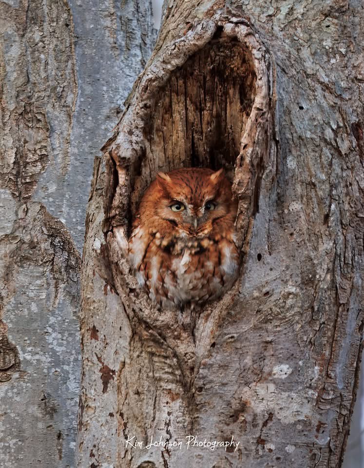 The Mysterious Screech Owl