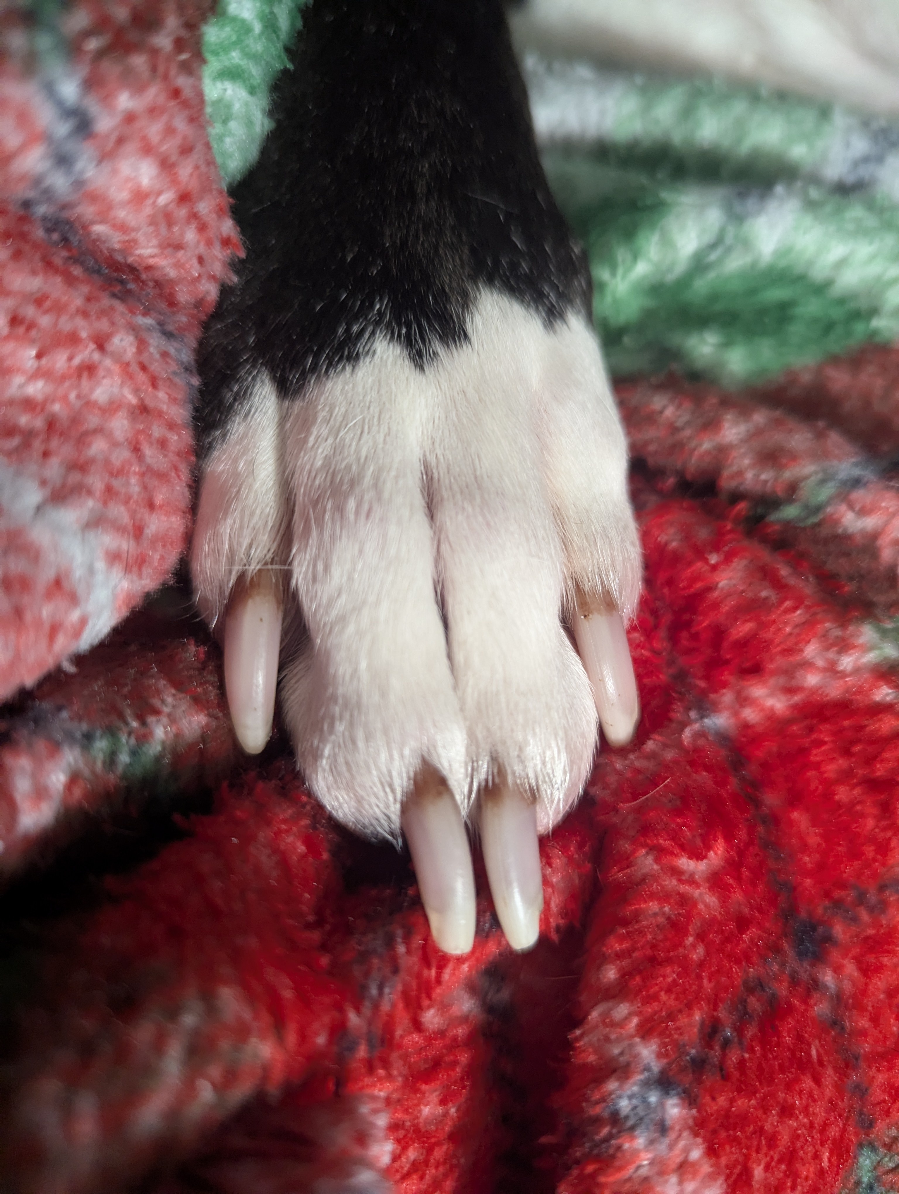 Adorable Doggo Claws: The Cutest Paws Around