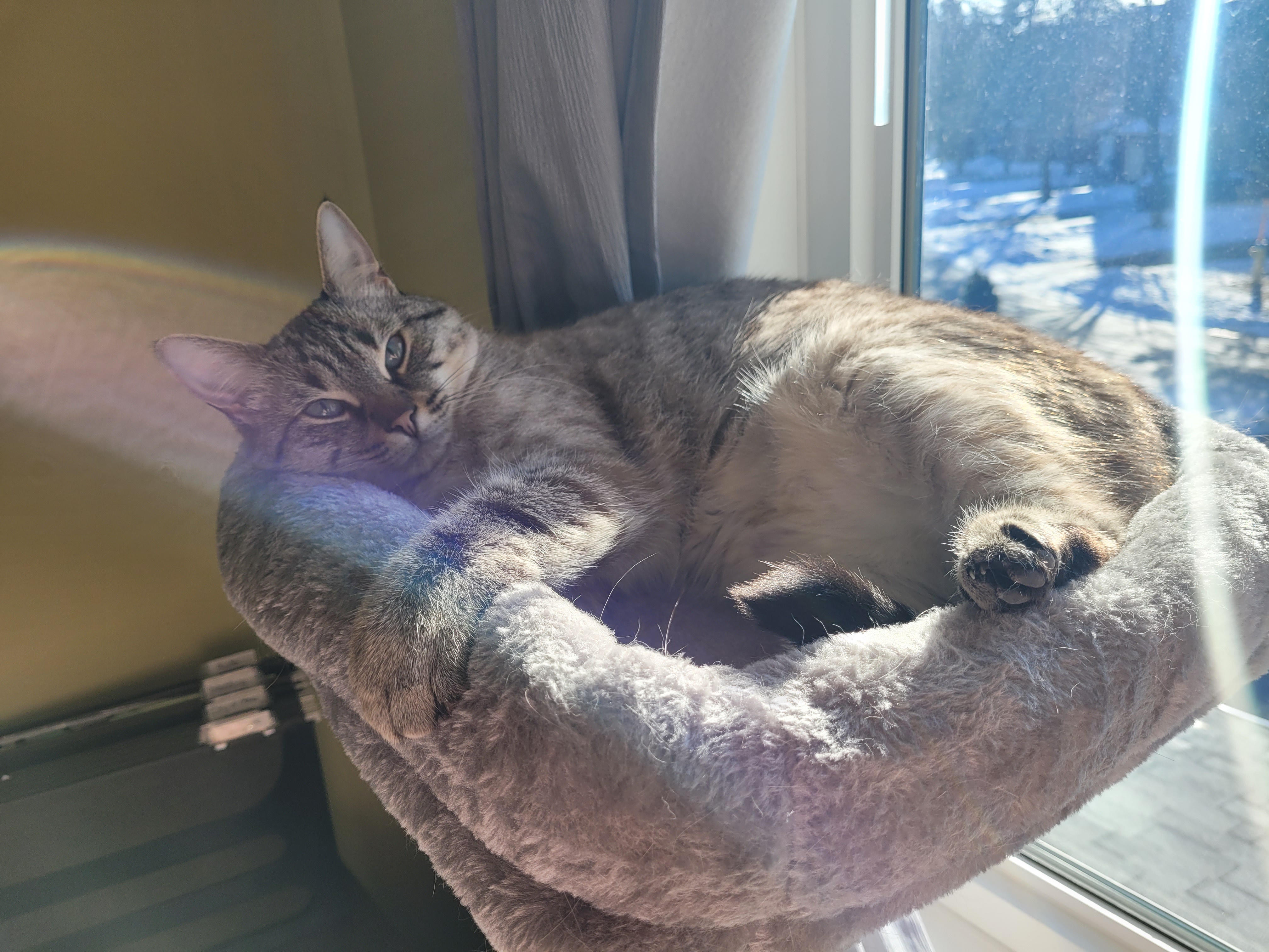 Mittens Relaxing on Her Favorite Cat Tree: My First Furry Friend