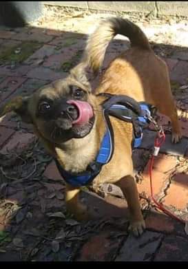 The Adorable Blep: A Moment of Pure Cuteness