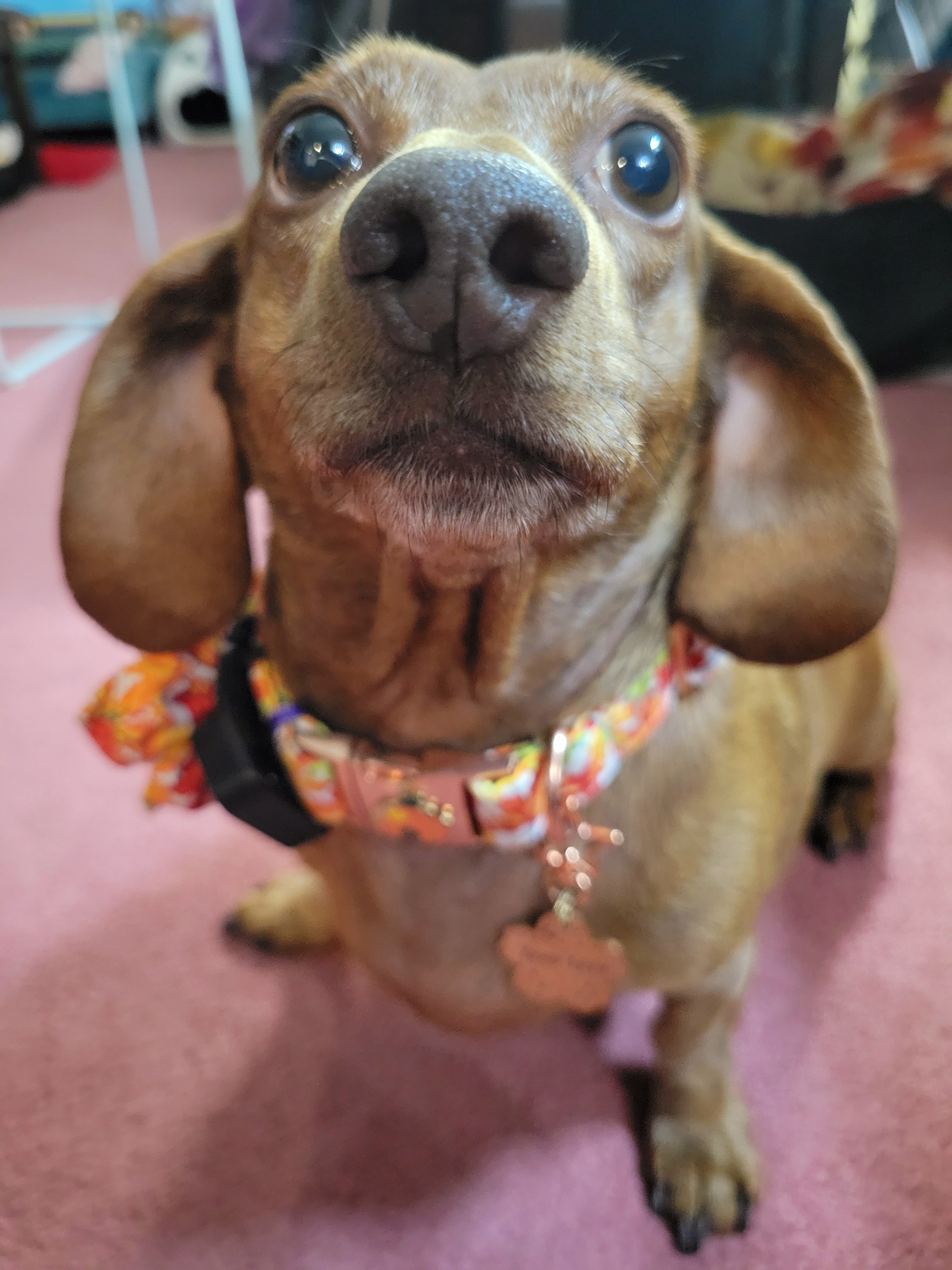 Say Hello to My Adorable Pup Tiger Lilly #692