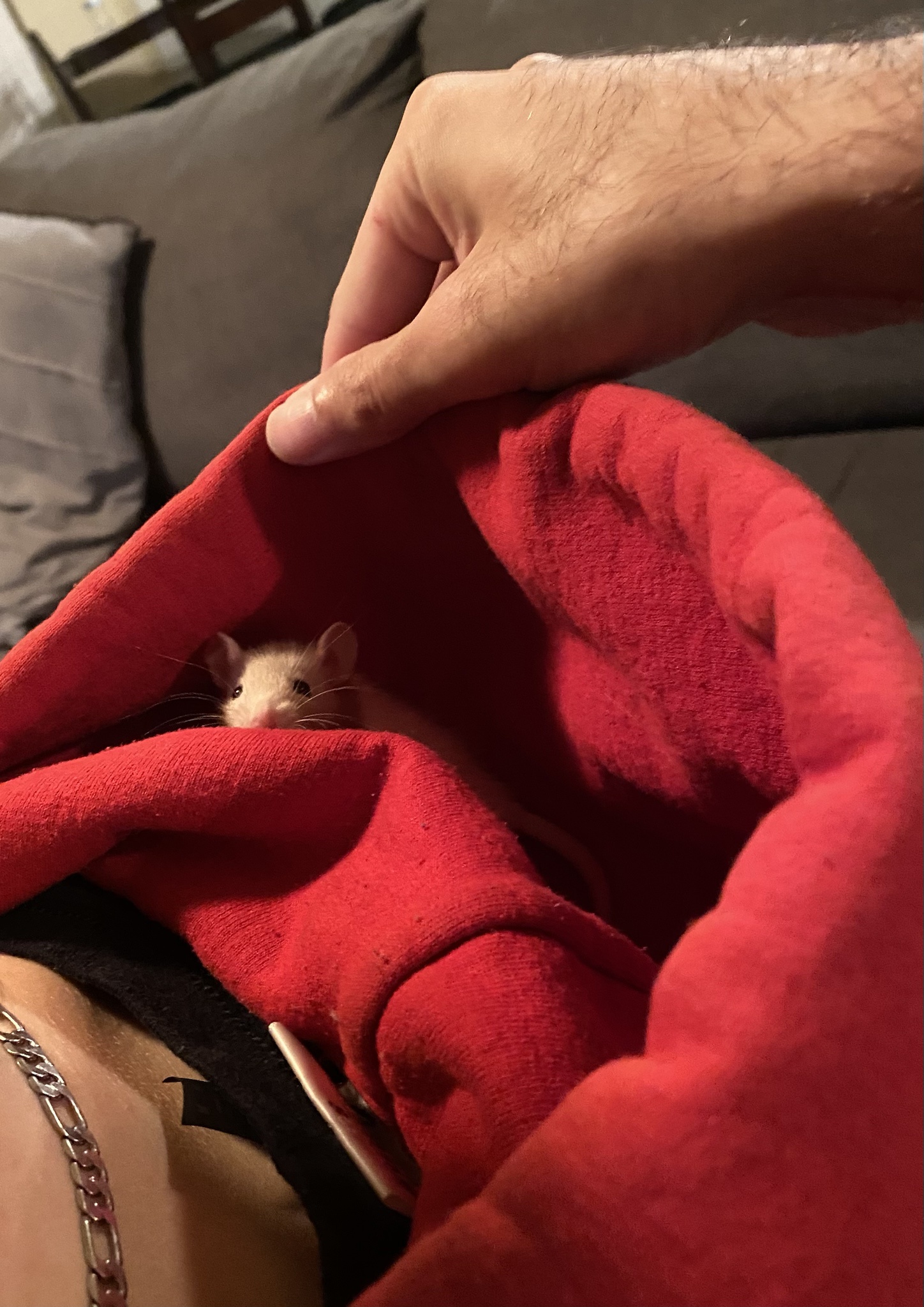 Meet Benji the Rat: A Little Mischief Maker