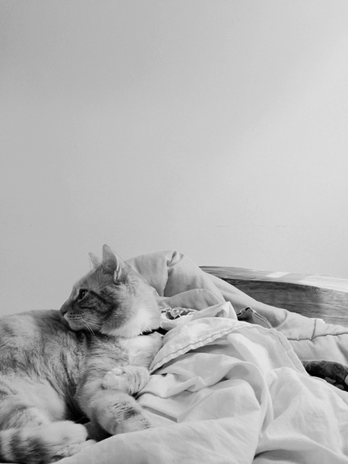 Meet today's adorable cat!