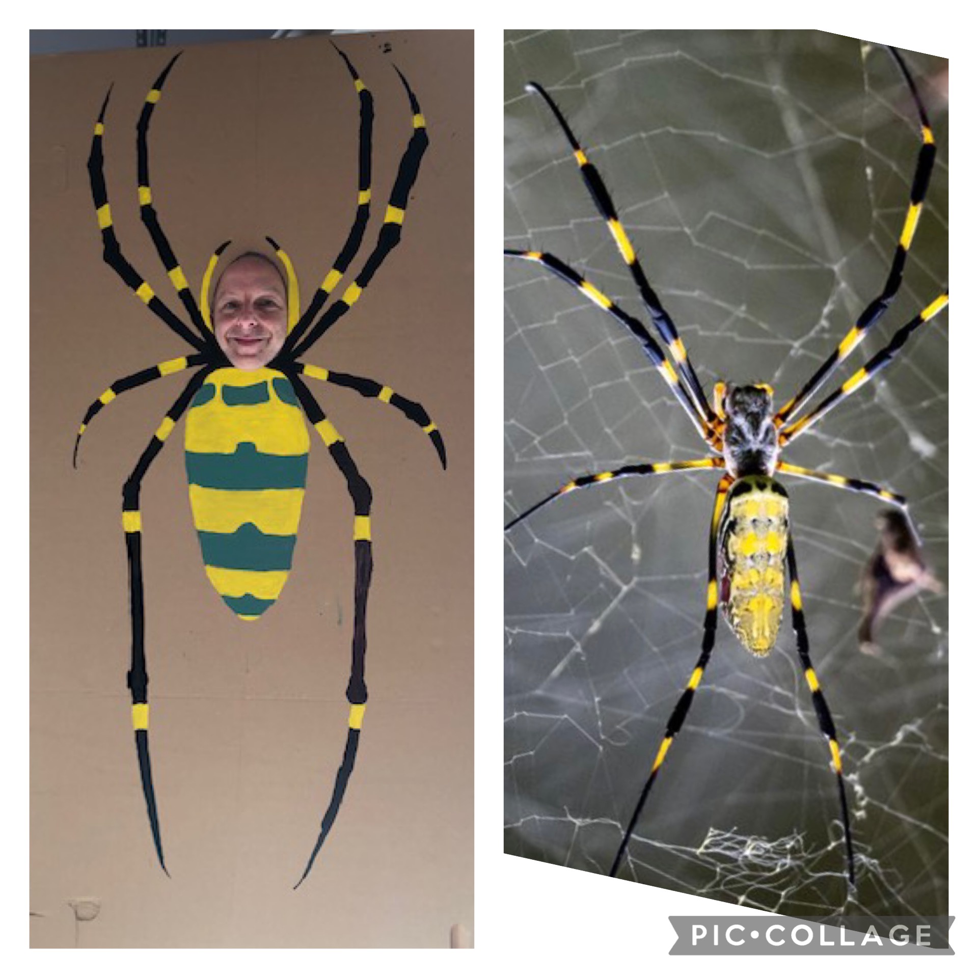 Check Out My Joro Spider Halloween Costume!