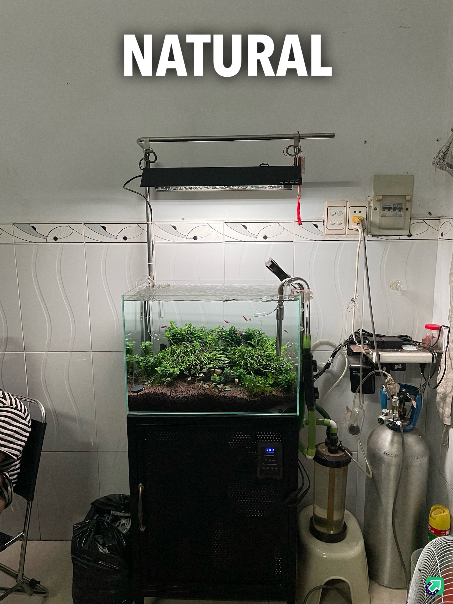 Creating a Natural Aquarium: A Dive into Aquatic Beauty