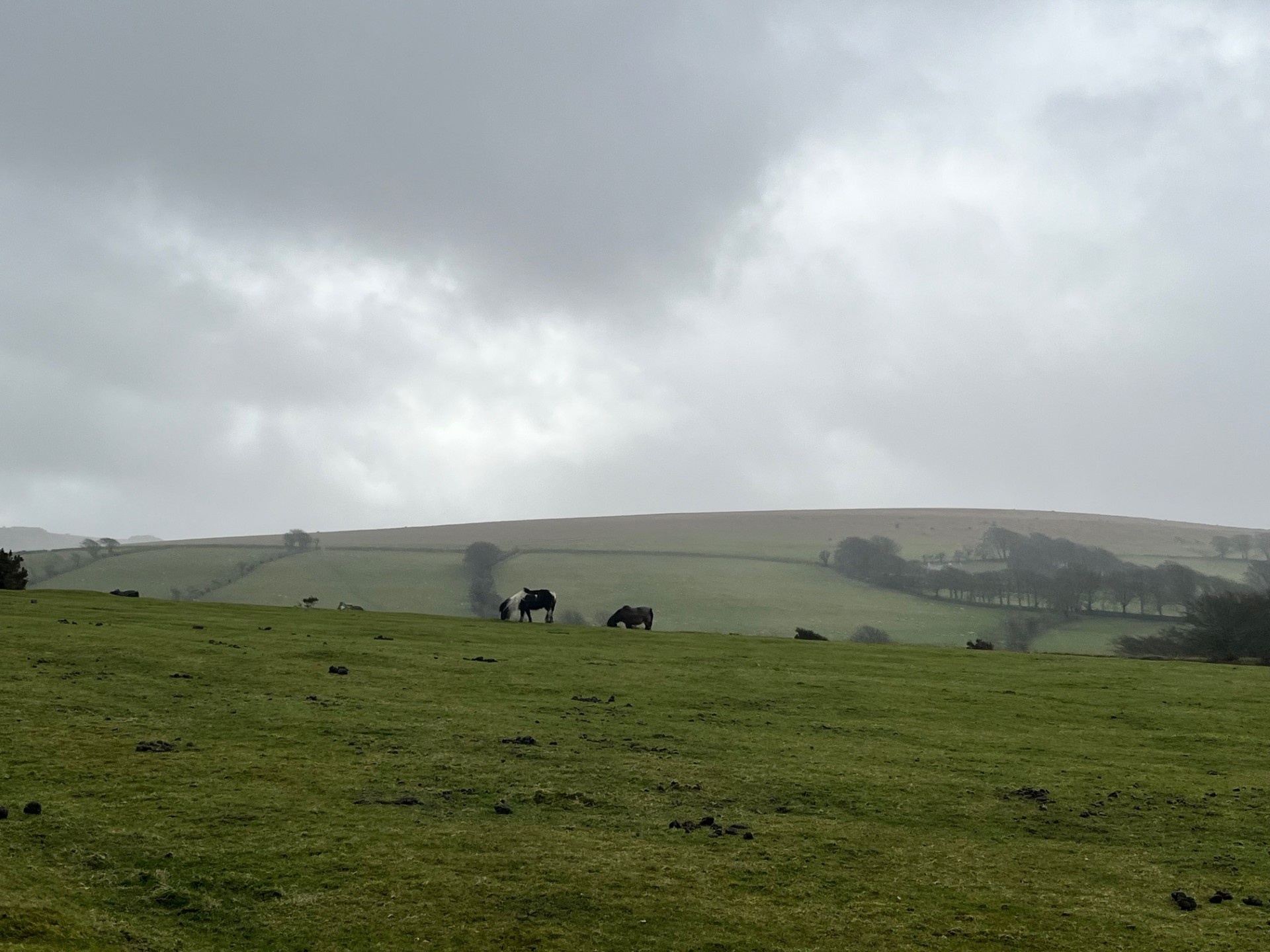 Exploring the Beauty of Dartmoor