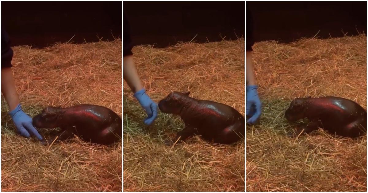 Meet Haggis, the adorable baby pygmy hippo born in Scotland!