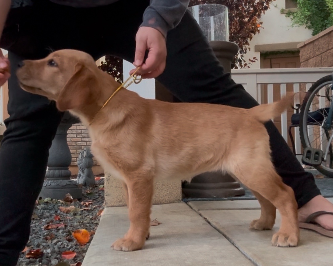 Meet Rory: The star of the show
