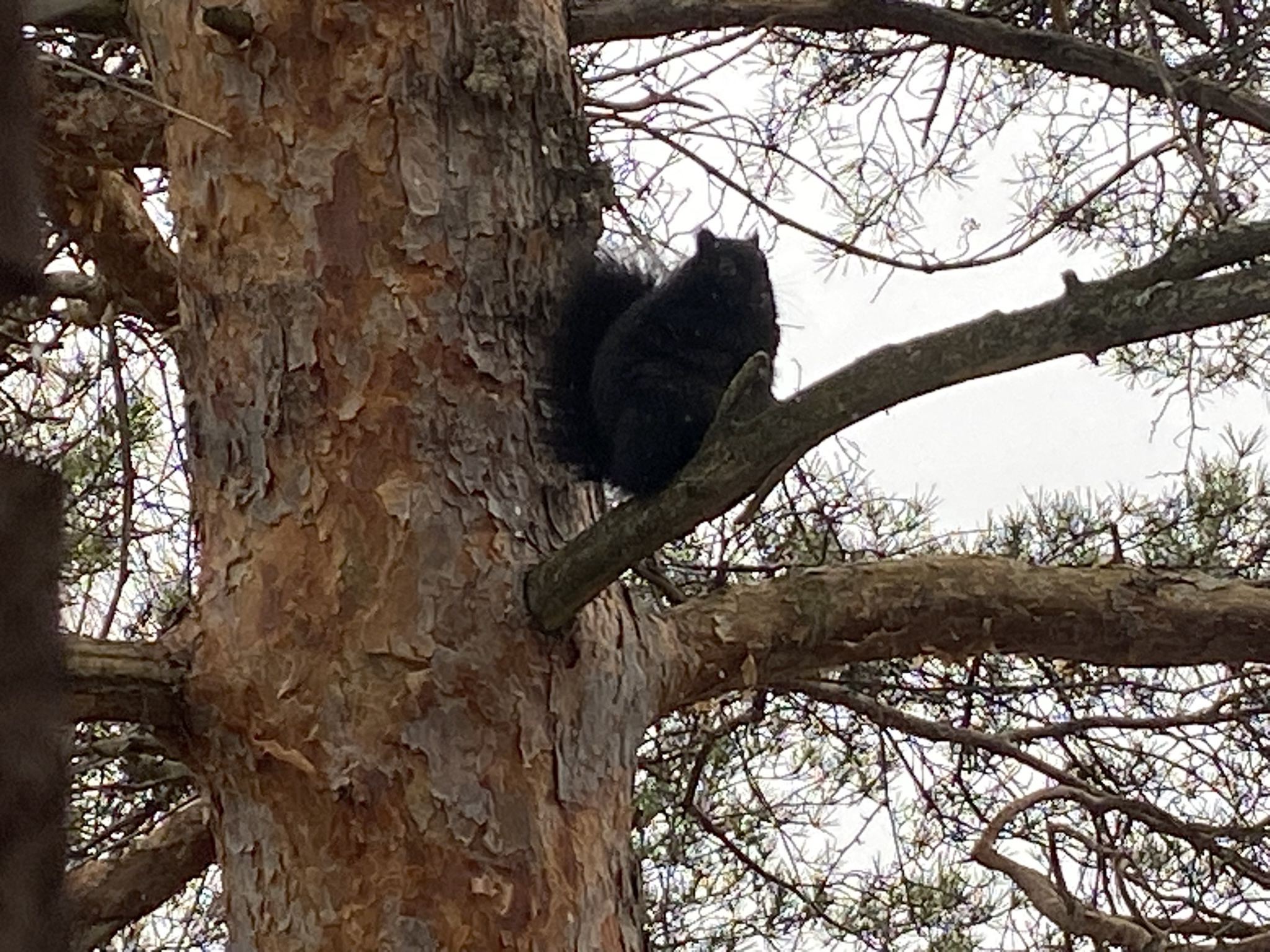 Meet the adorable chunky squirrel!