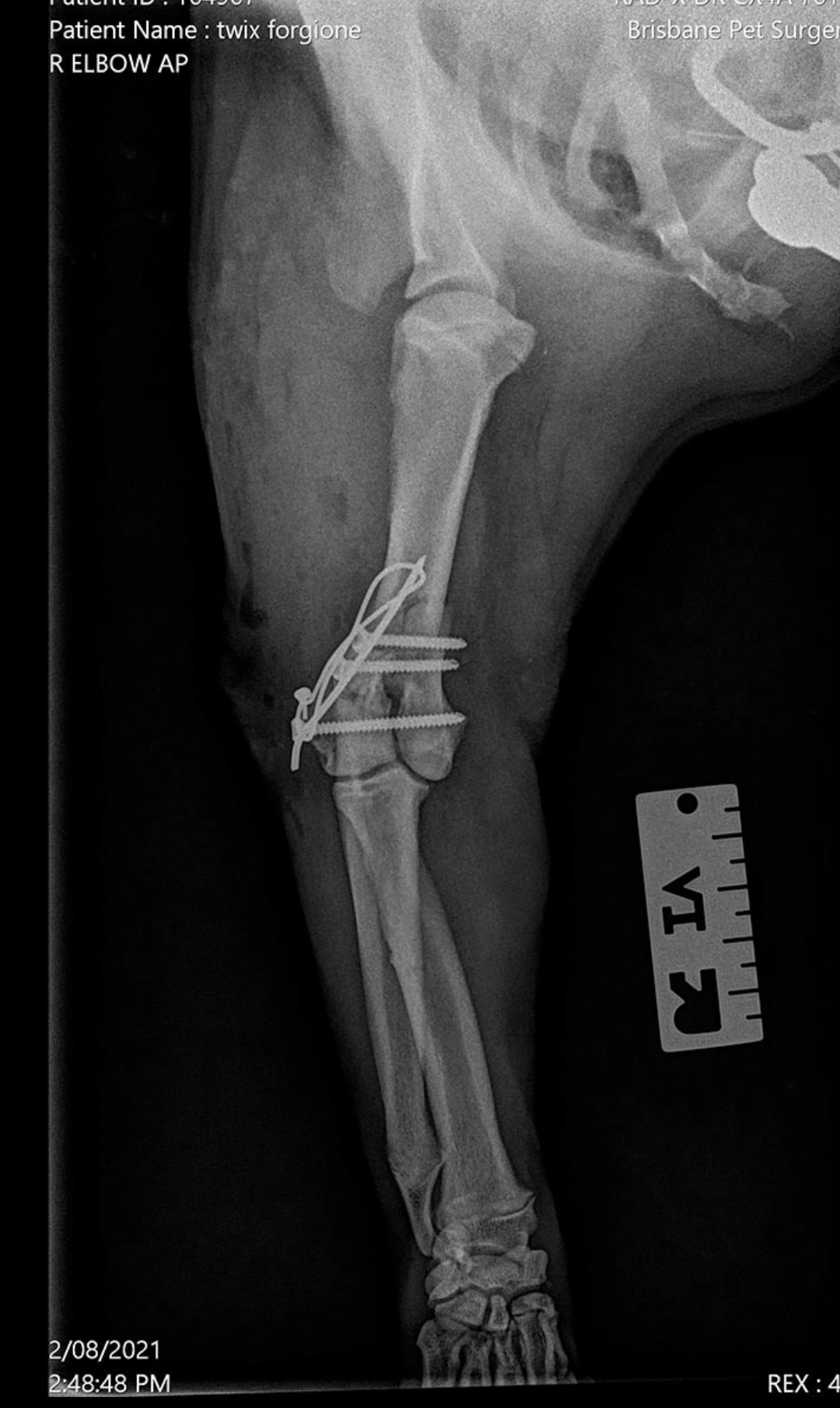 Post-Surgery Dog X-Rays: A Glimpse Inside