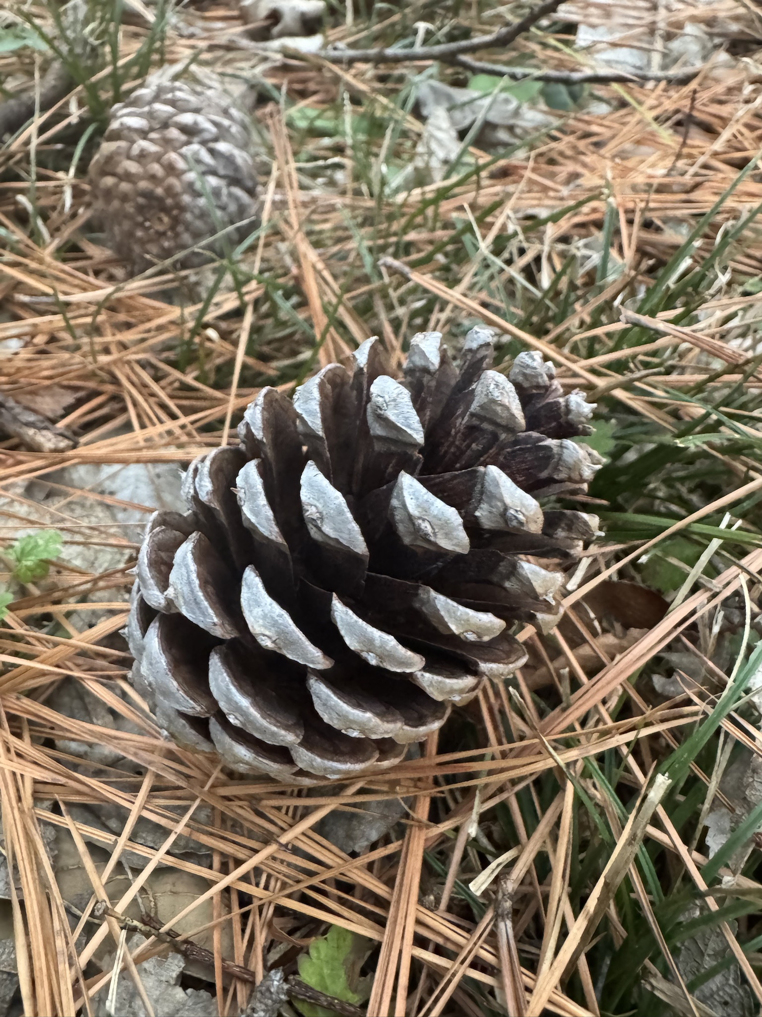 Charging into battle once more! Go Team Pinecone!!!