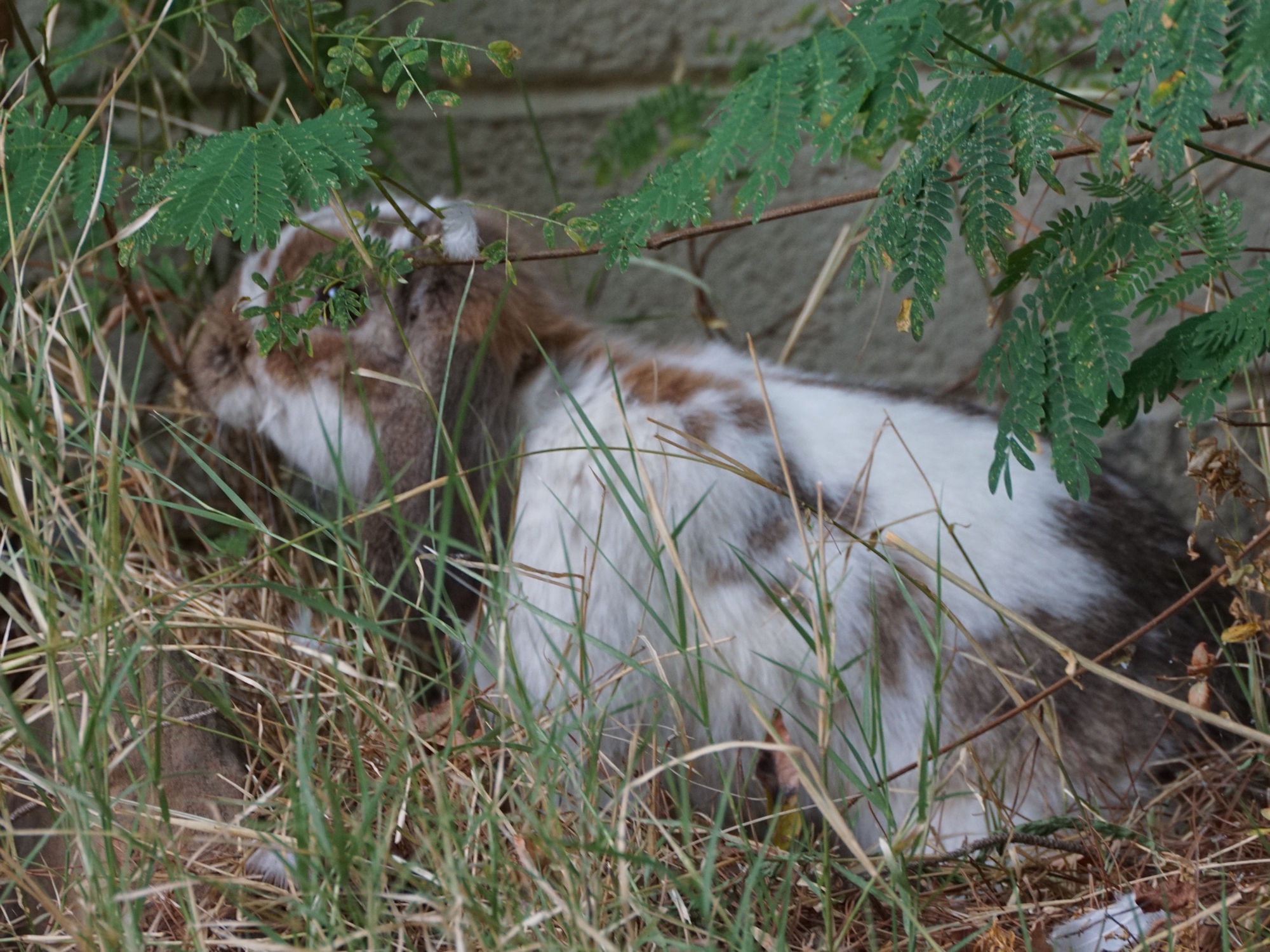 The Mysterious Feral Rabbit: Nature's Wild Side