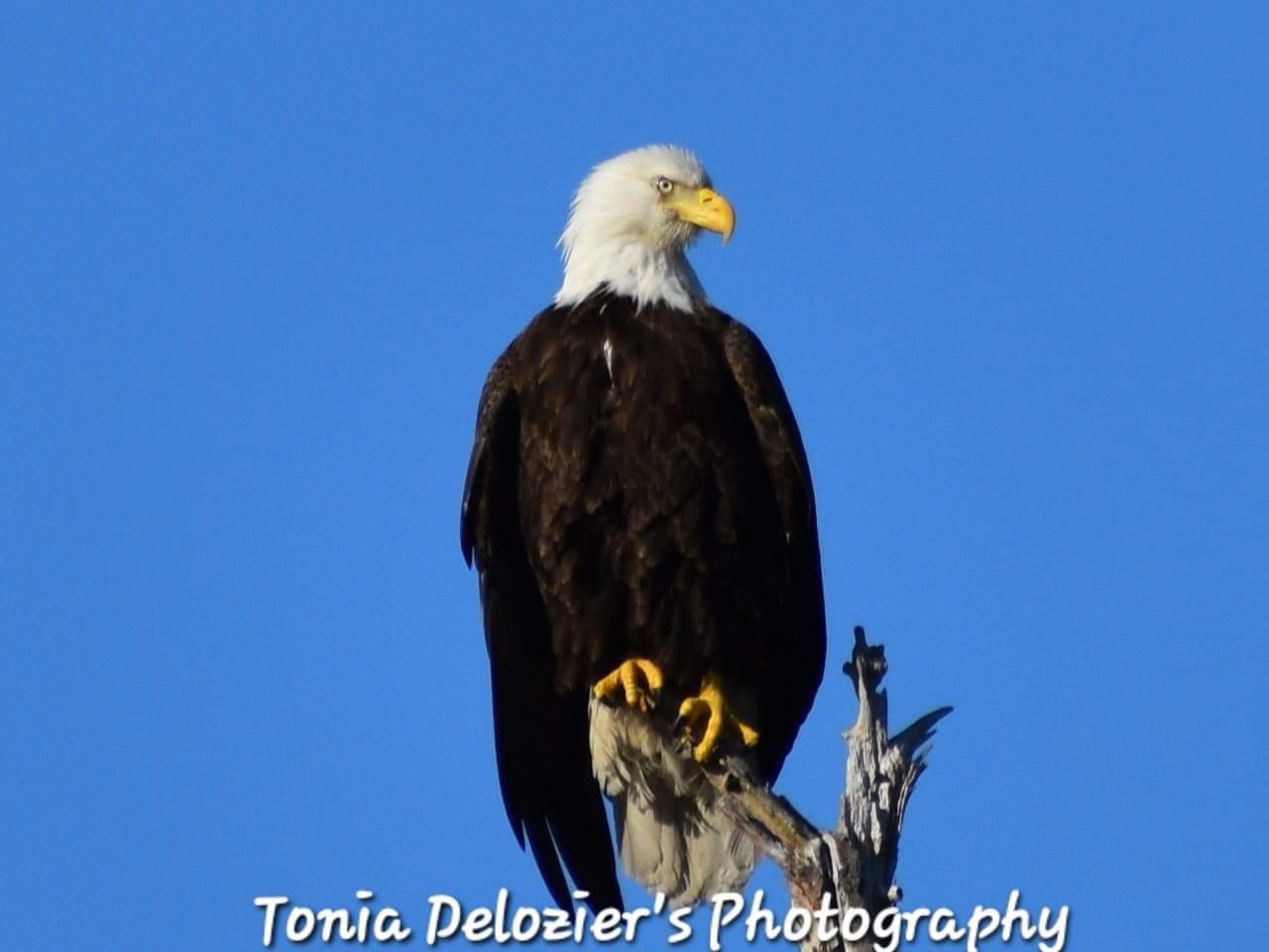 Majestic Eagle in Flight