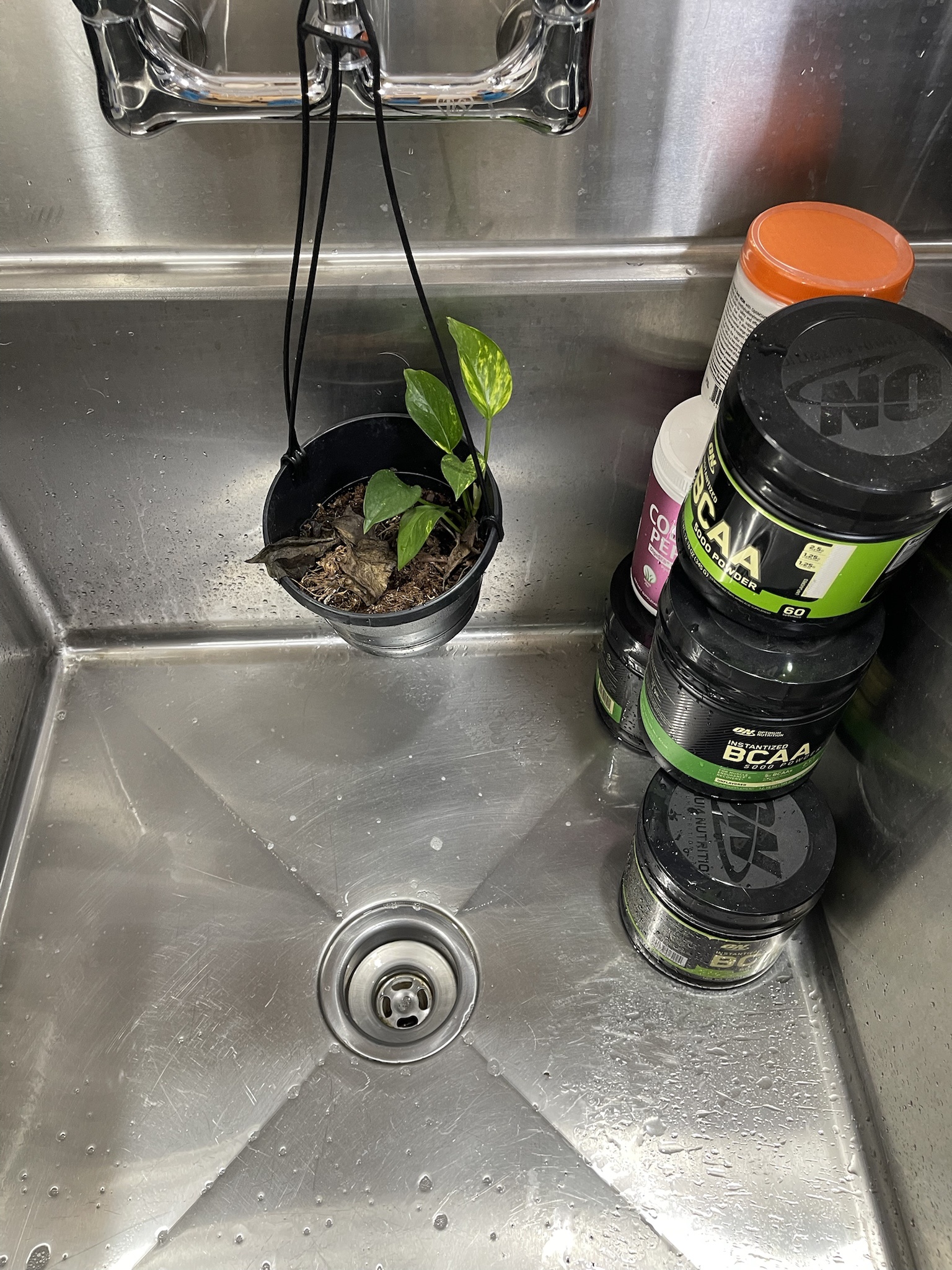 The single guy who keeps forgetting to water his plant, so I put it in the sink where the water flows.