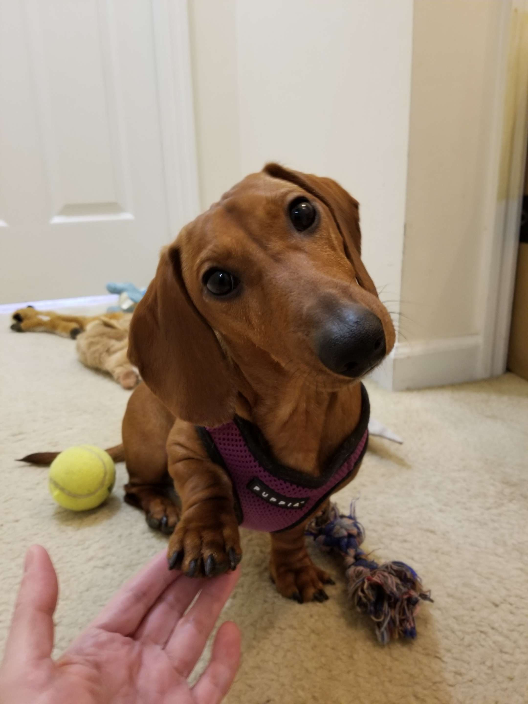 Skippy's Journey to Mastering the Paw Shake for Treats