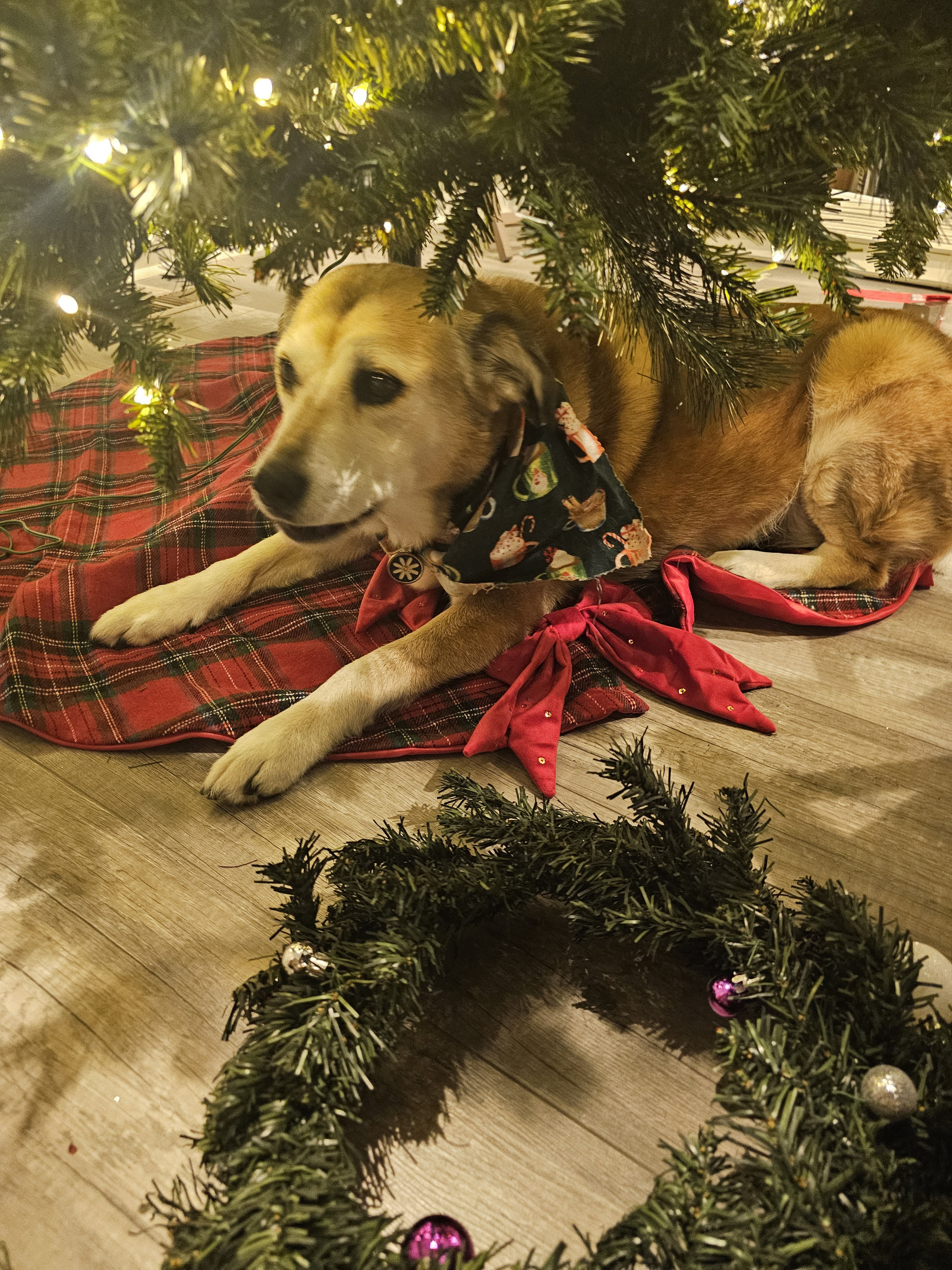 Merry Christmas! Lola the Dog brings you a special meme blessing.
