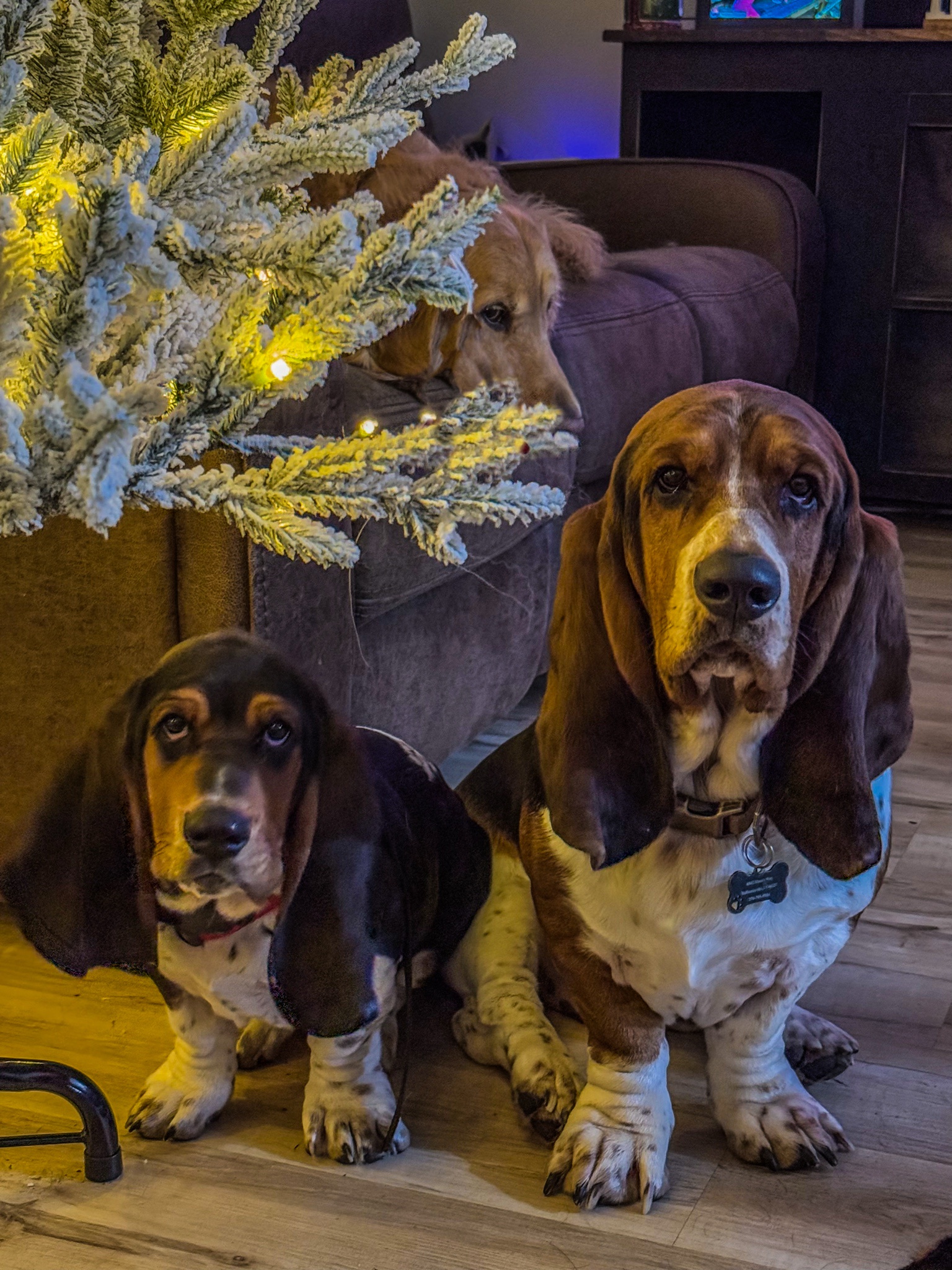 We honestly have no idea what happened to the tree skirt