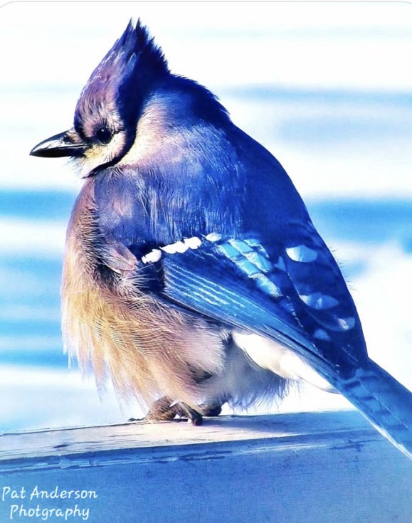 A Stunning Blue Jay in Focus