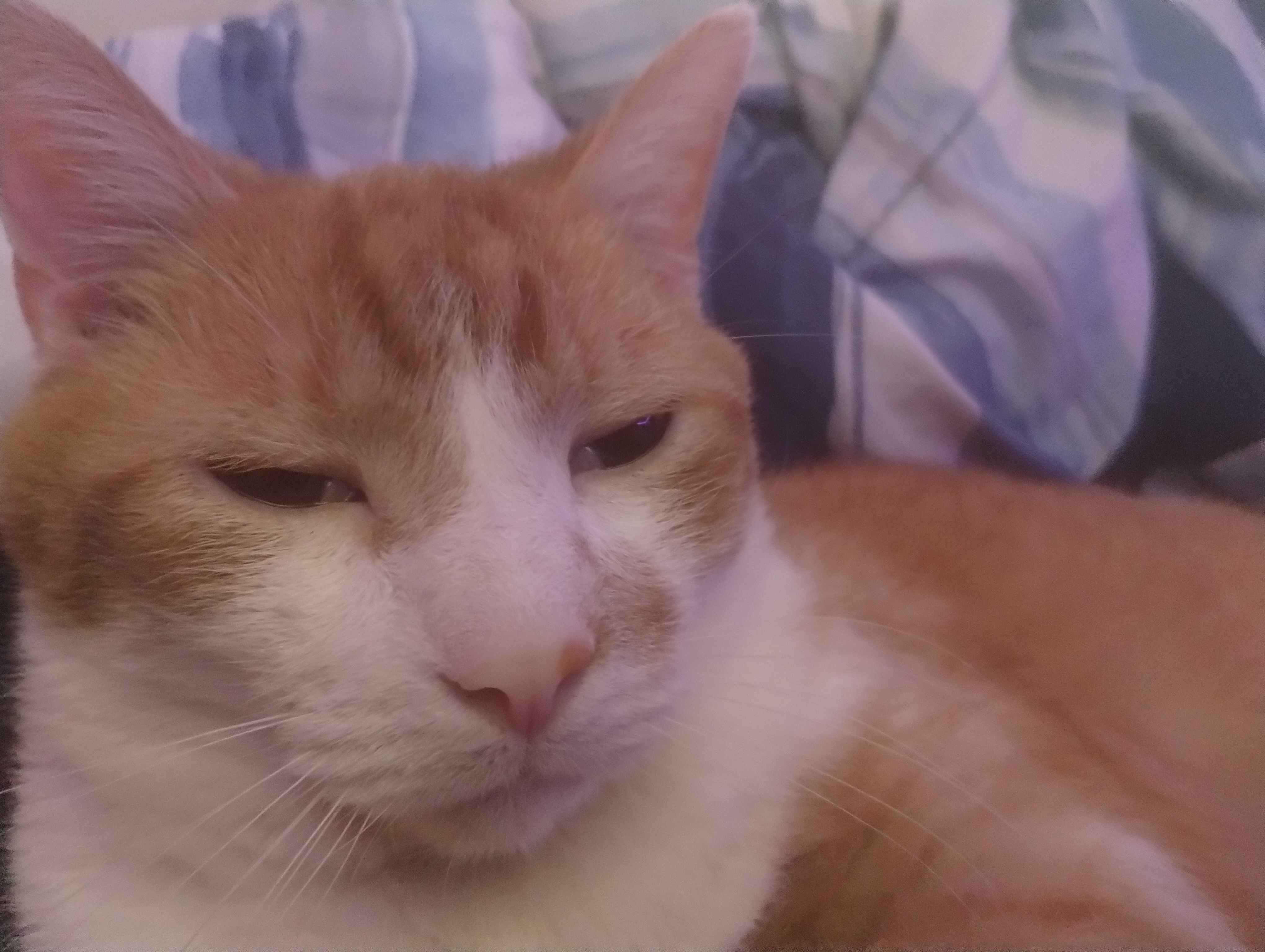 Just Another Day in the Life of a Cat