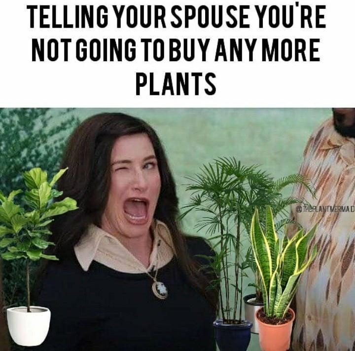 10 Hilarious Houseplant Memes That Every Plant Parent Will Relate To