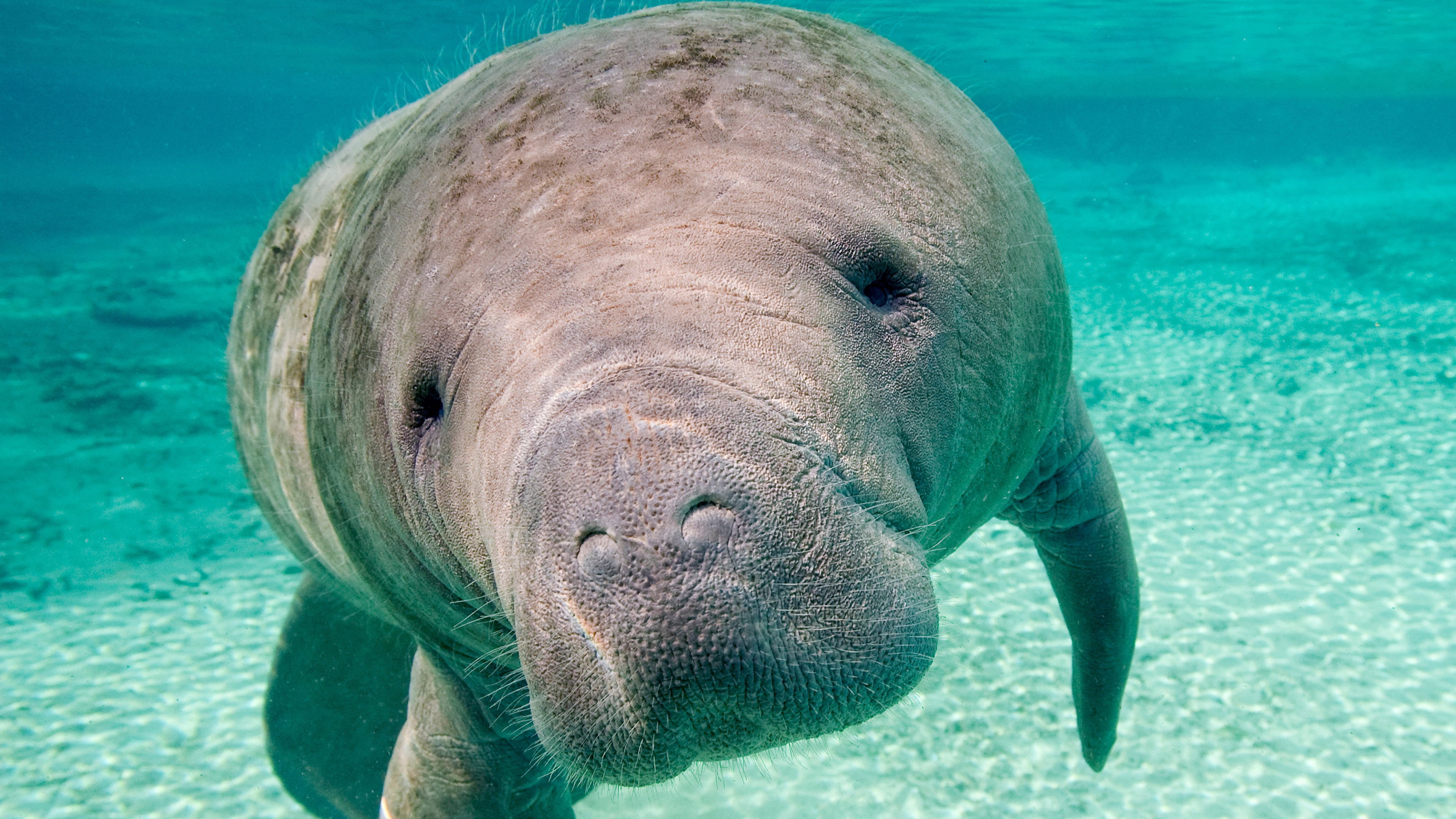 An Up-Close Encounter with a Gentle Sea Cow