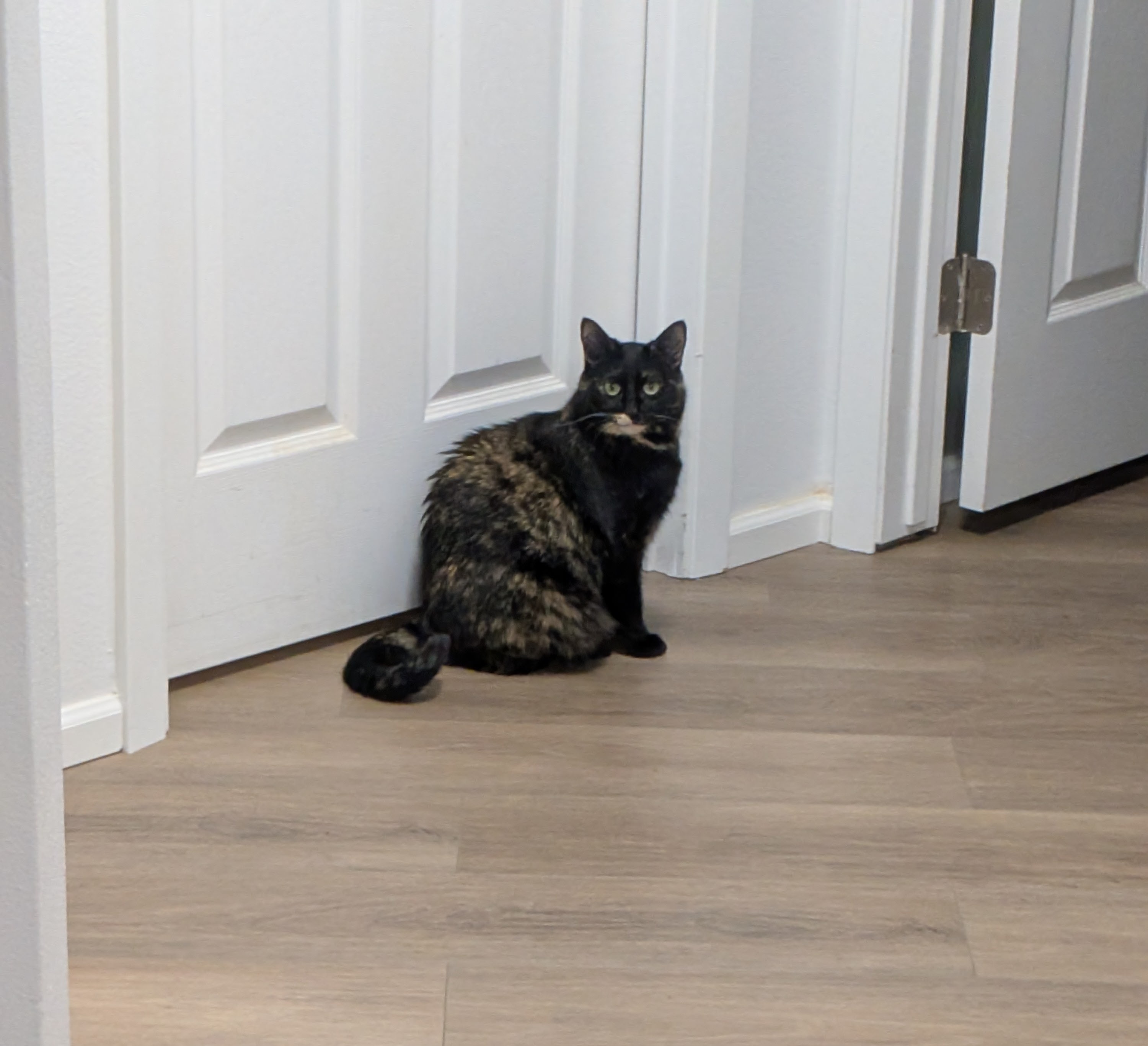 Ready to Dive into Work: Smudge Edition