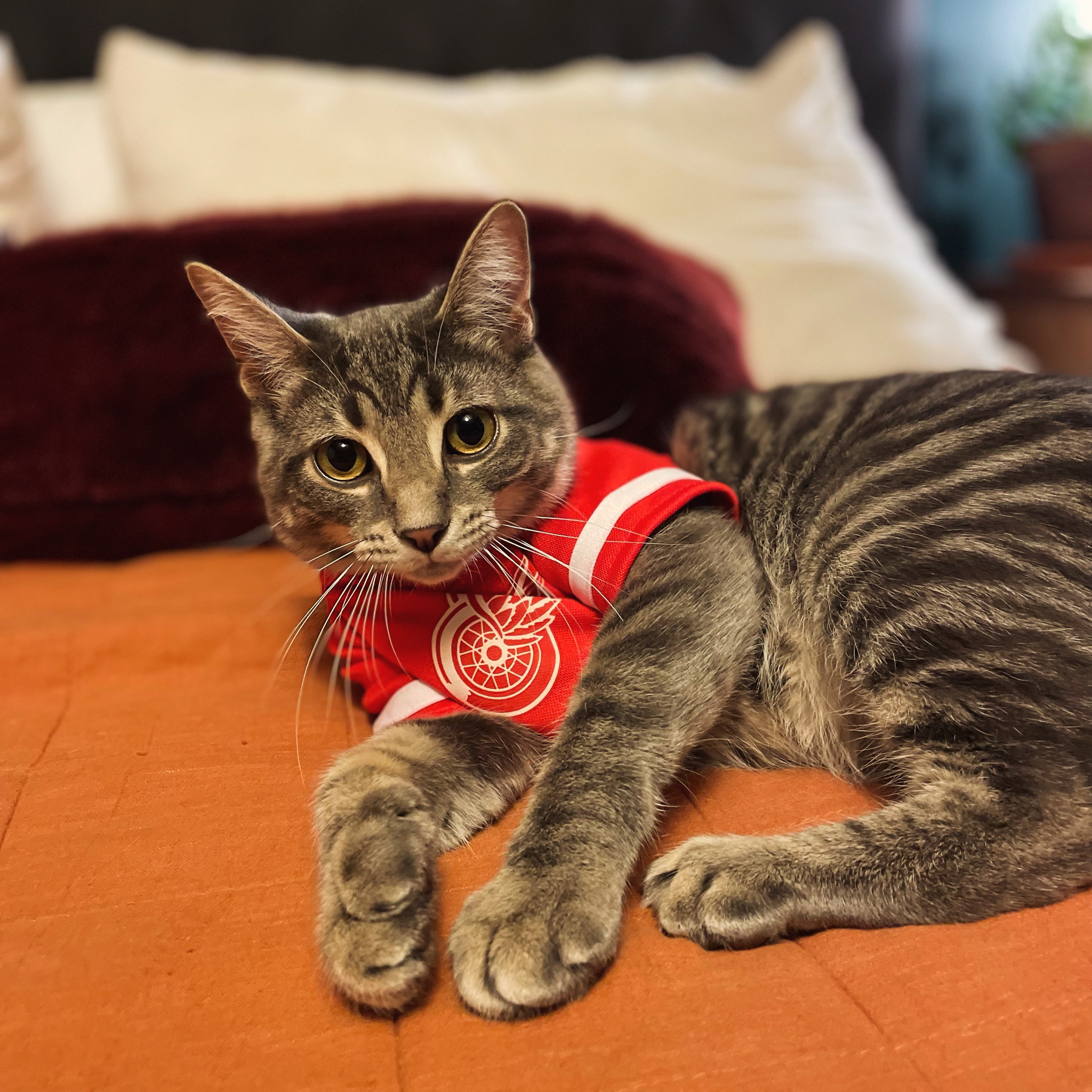 A Purrfect Cat with a Not-So-Great Team