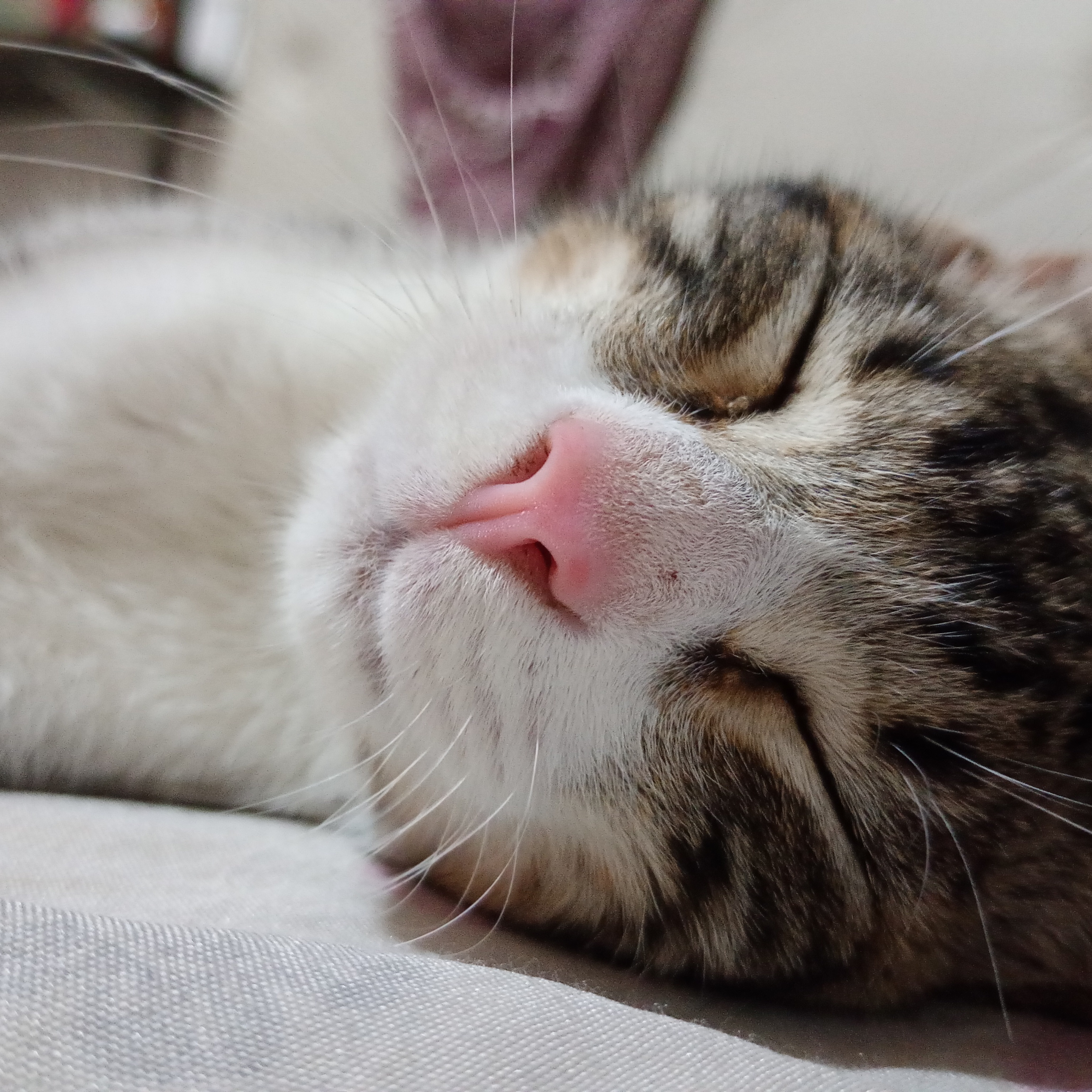 Adorable little kitty cuteness overload!