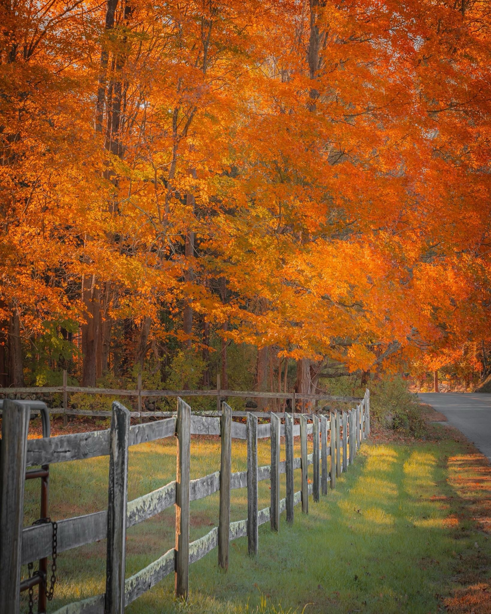 The Vibrant Oranj Treez: Nature's Art