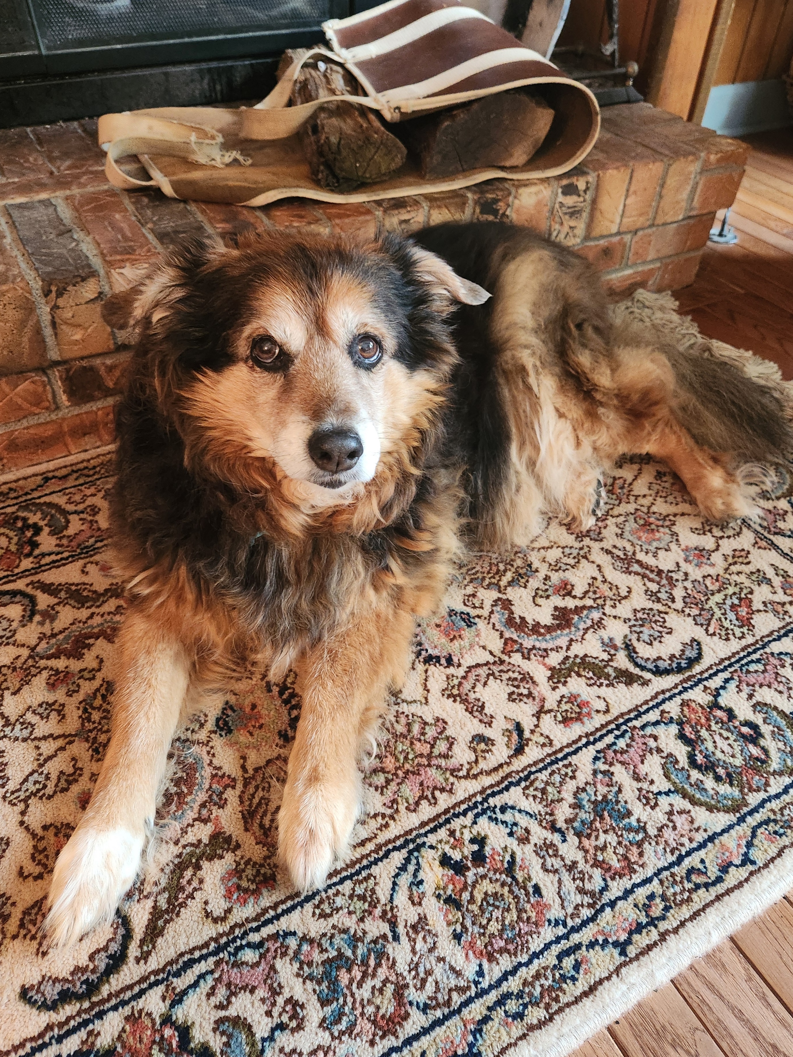 Peanut the Dog's Daily Adventure - Day 1643