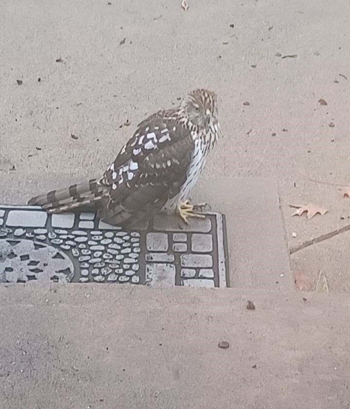 A Cooper's Hawk Graces My Front Porch Today