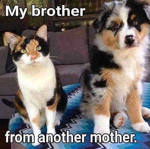 The Timeless Rivalry of Dogs and Cats