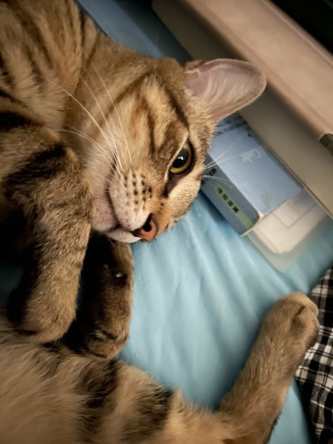 The Purrfect Companion: A Cat's Life