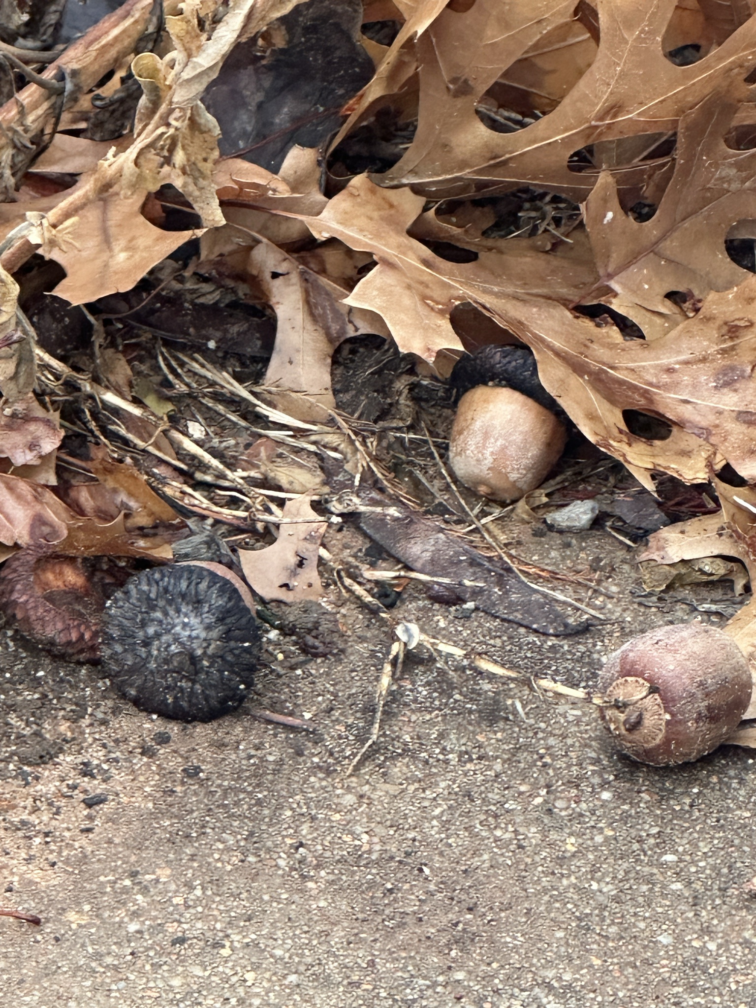 Enjoying a Day in the Yard with ACORN